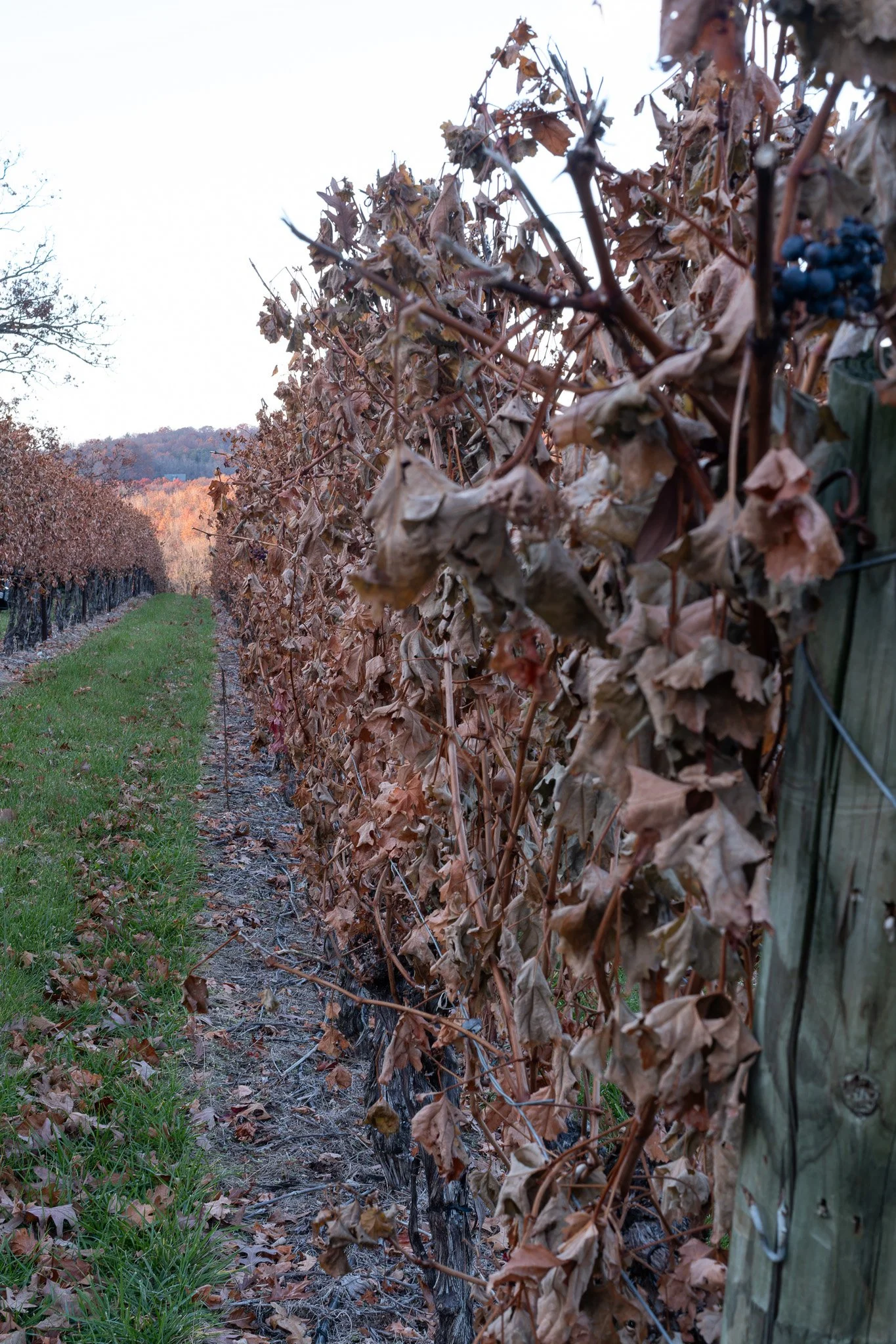 A long look at the vines at Cave Ridge.