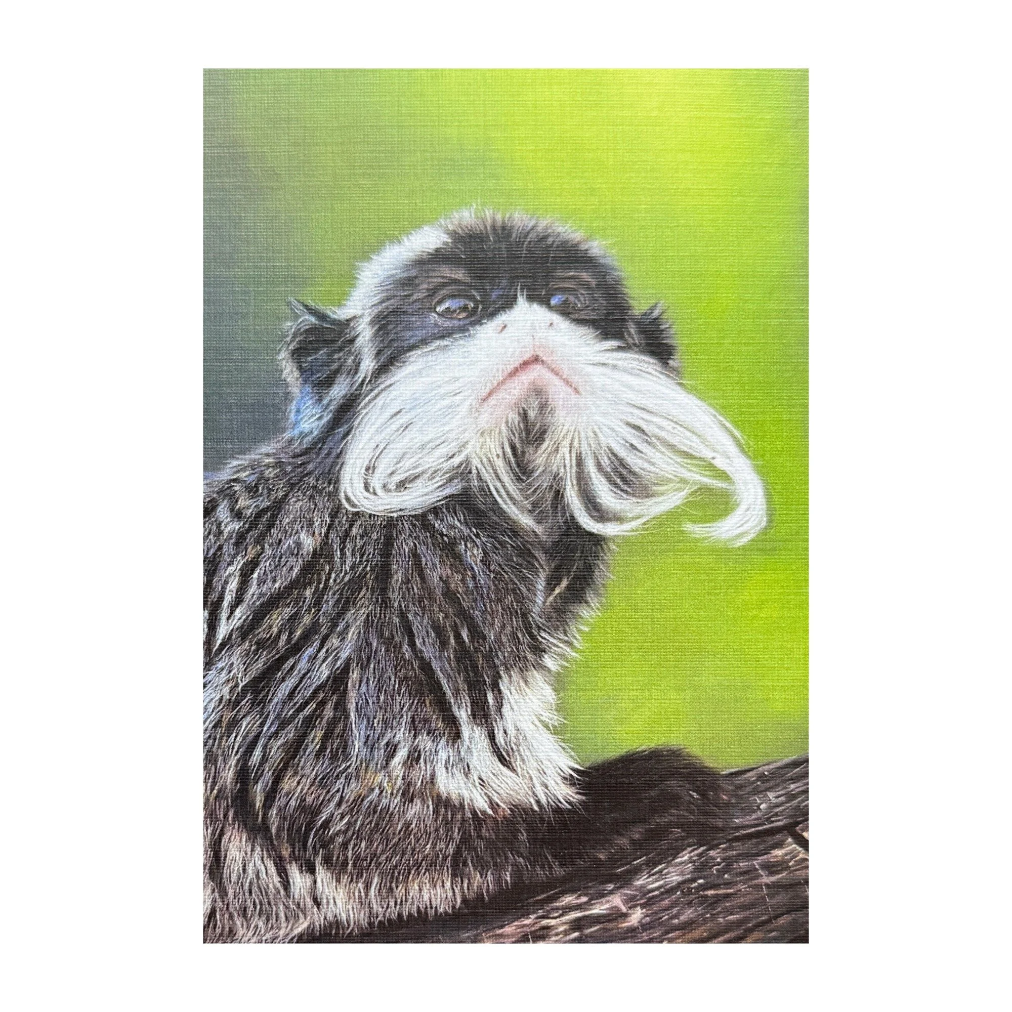 WalttheTamarin.jpeg