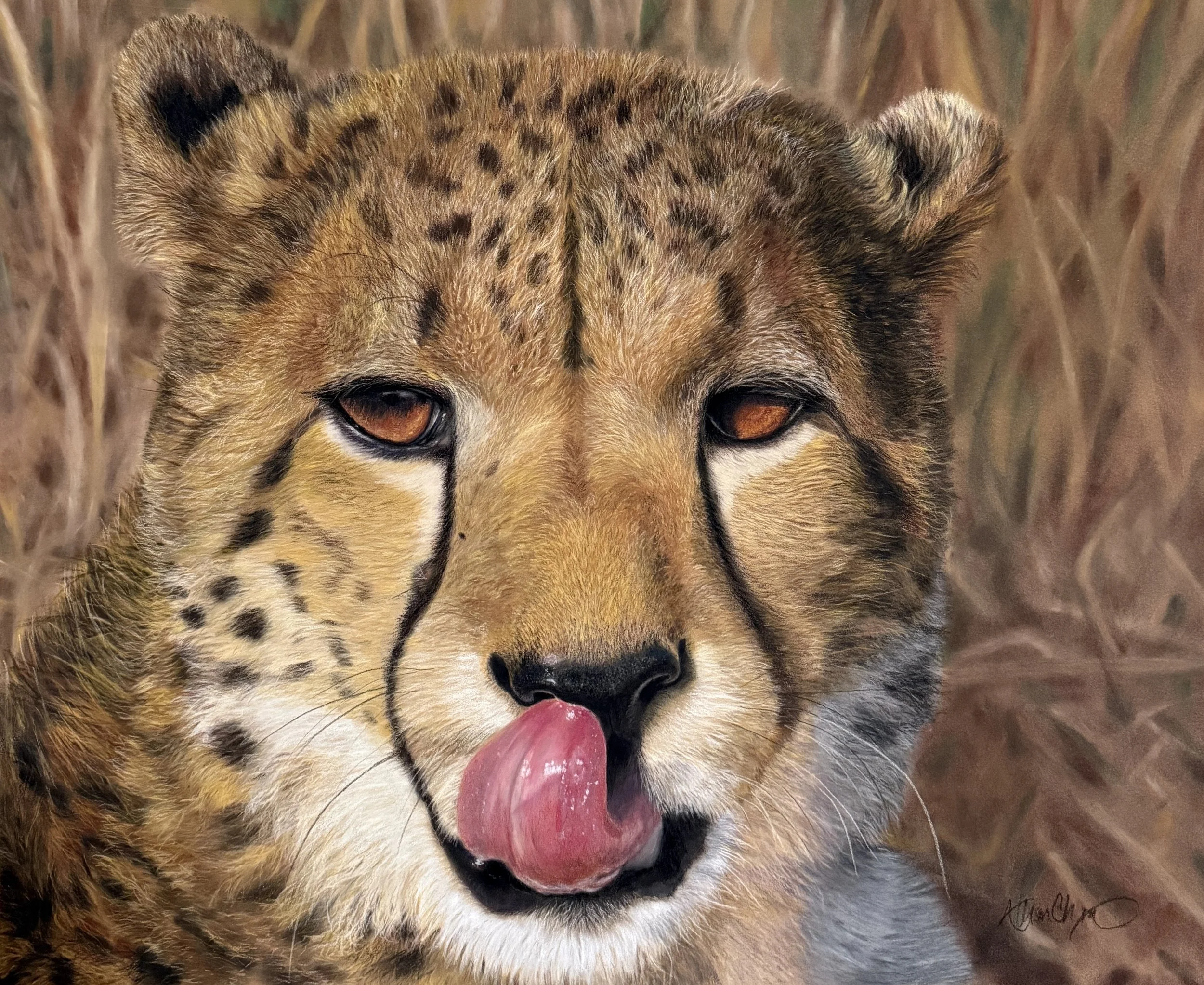 Hunters_Cheetah.JPG