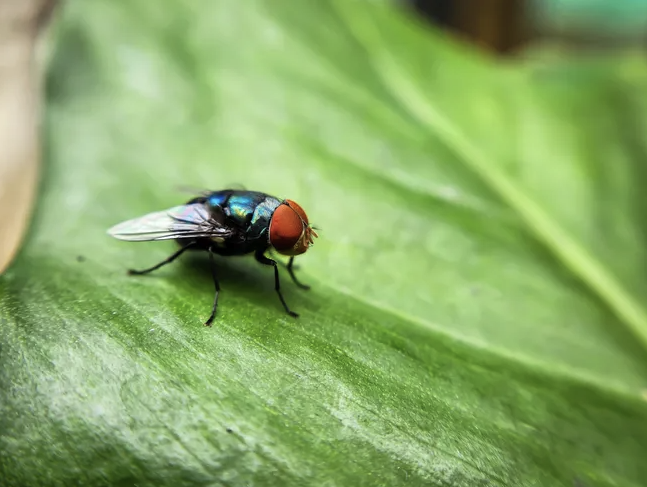 ALMDA Applauds USDA/APHIS Announcement of Quarterly Reviews of the New World Screwworm Response Playbook