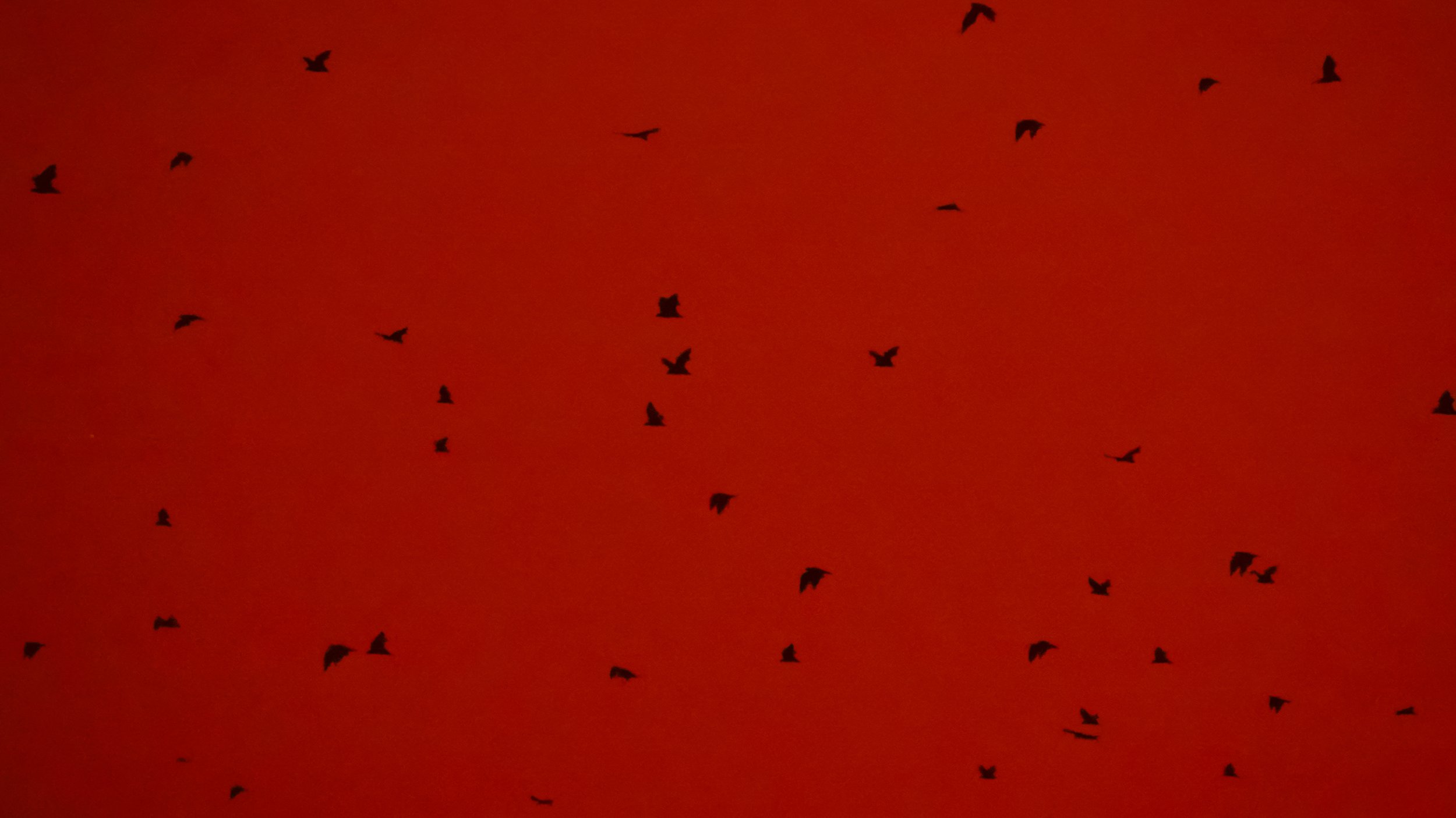 At dusk, they fly off the island in search of food, creating a mesmerizing spectacle