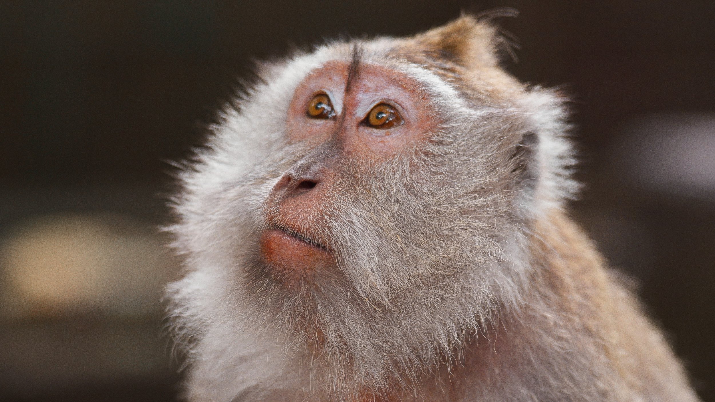 Monkey Forest-17.jpg