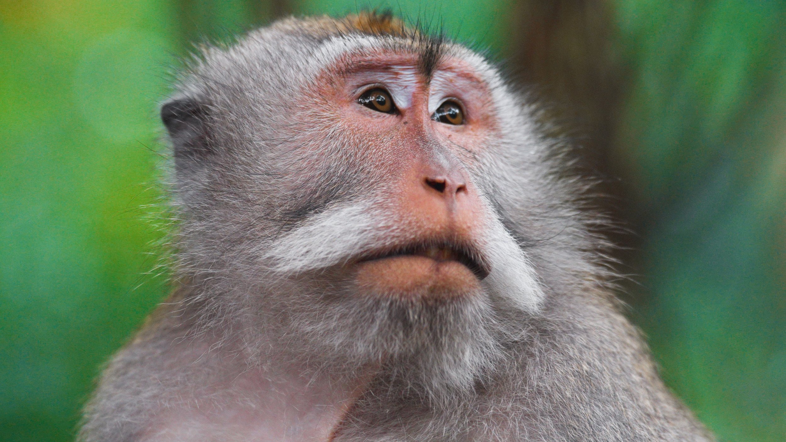 Monkey Forest-6.jpg