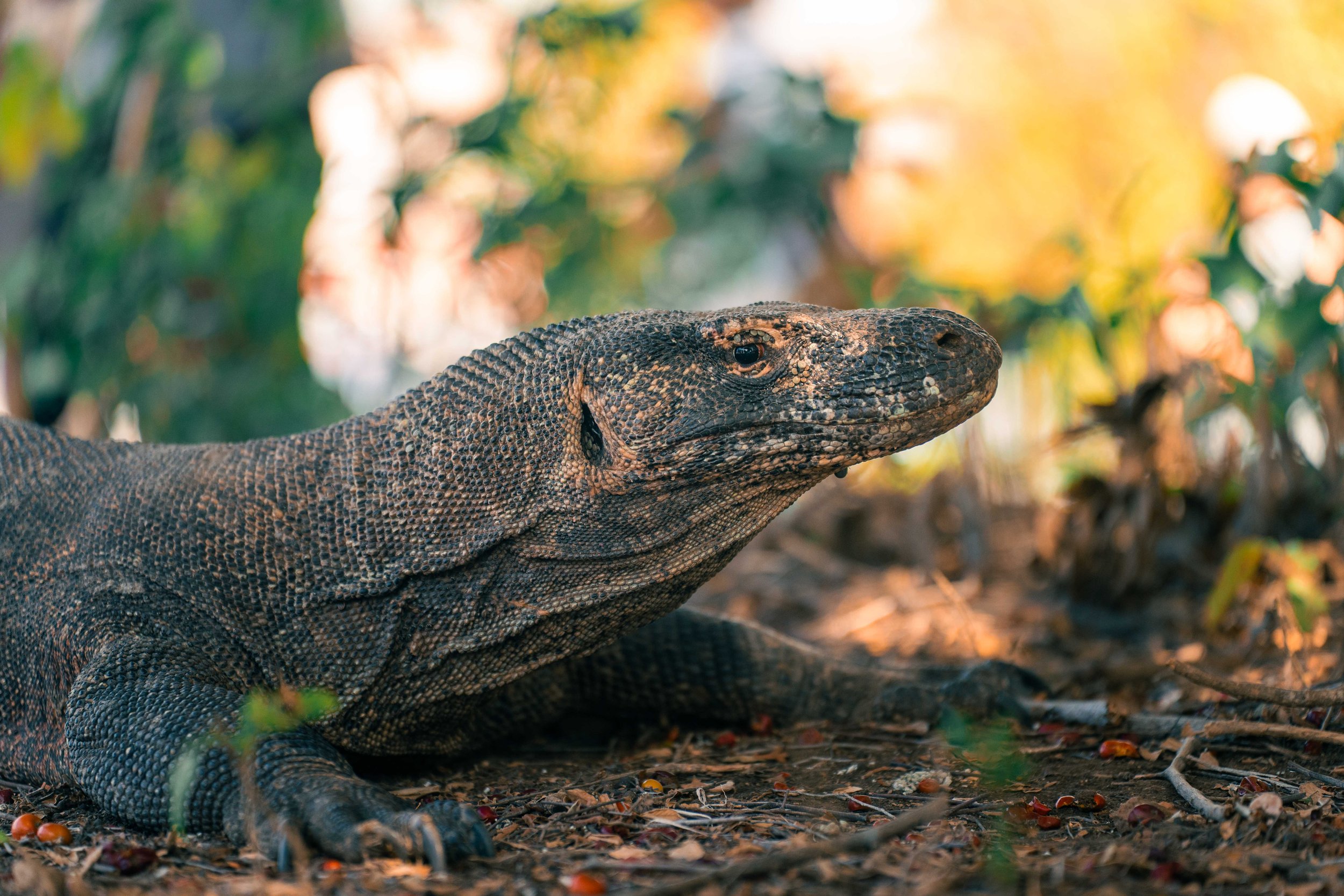 Komodo 20MB Limit-2.jpg