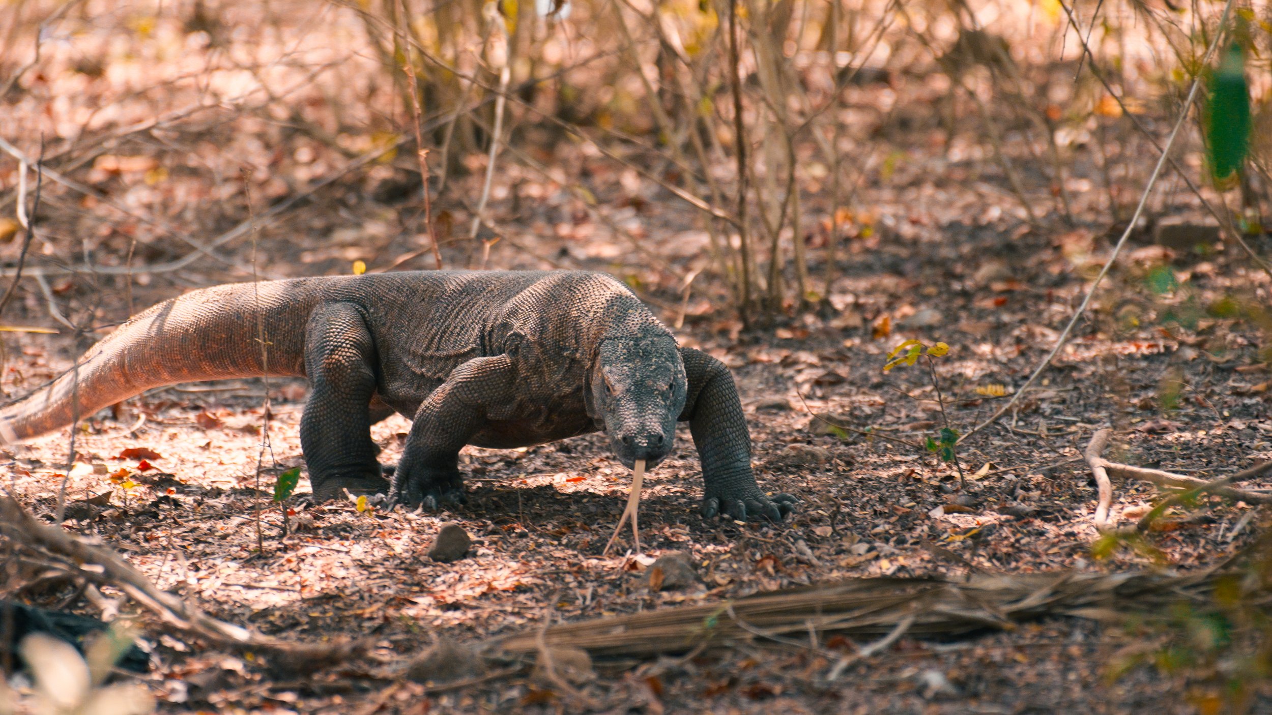 The guides freaked out thinking this one was coming towards me
