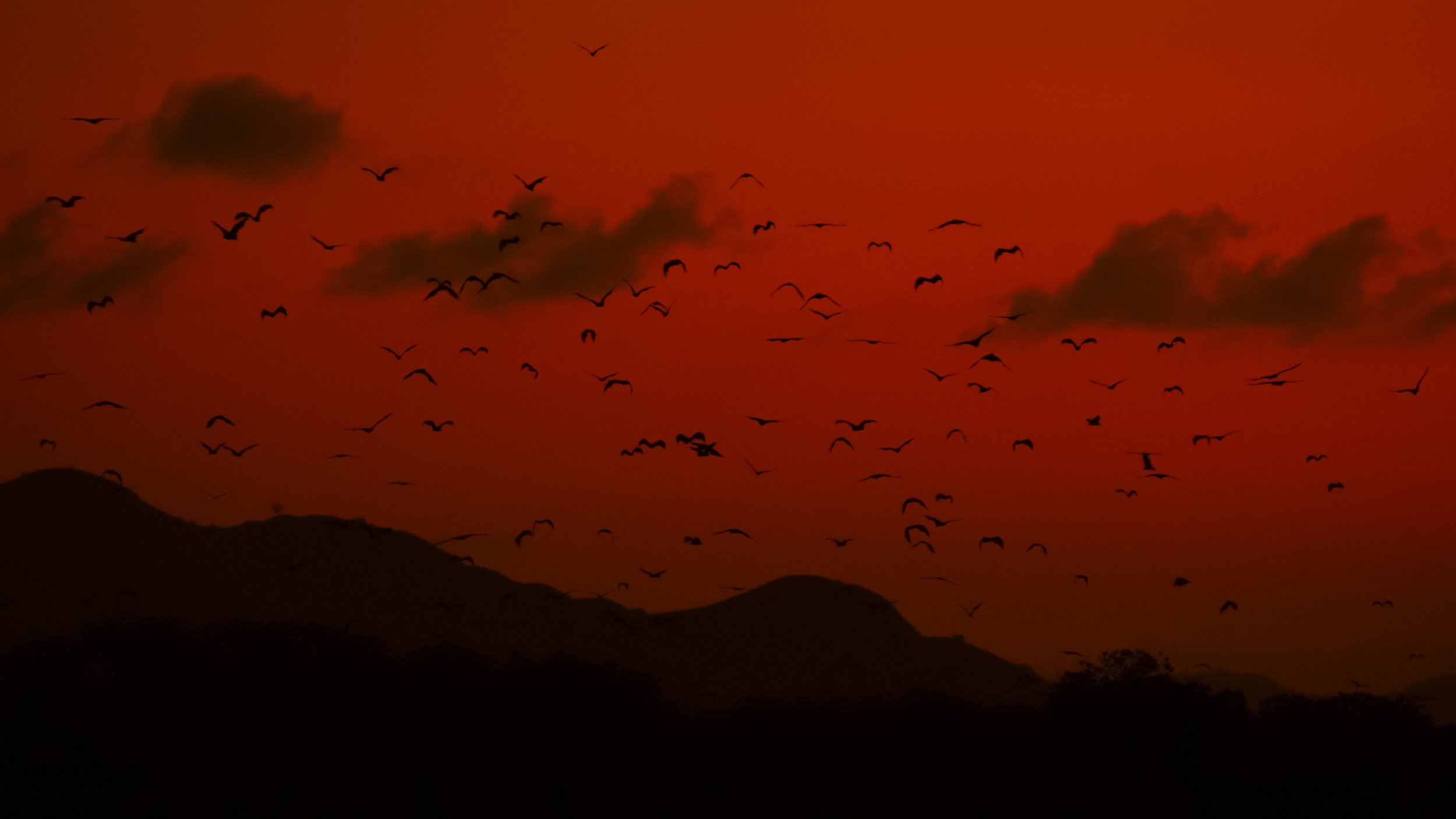 The island is a mangrove forest, home to thousands of fruit bats