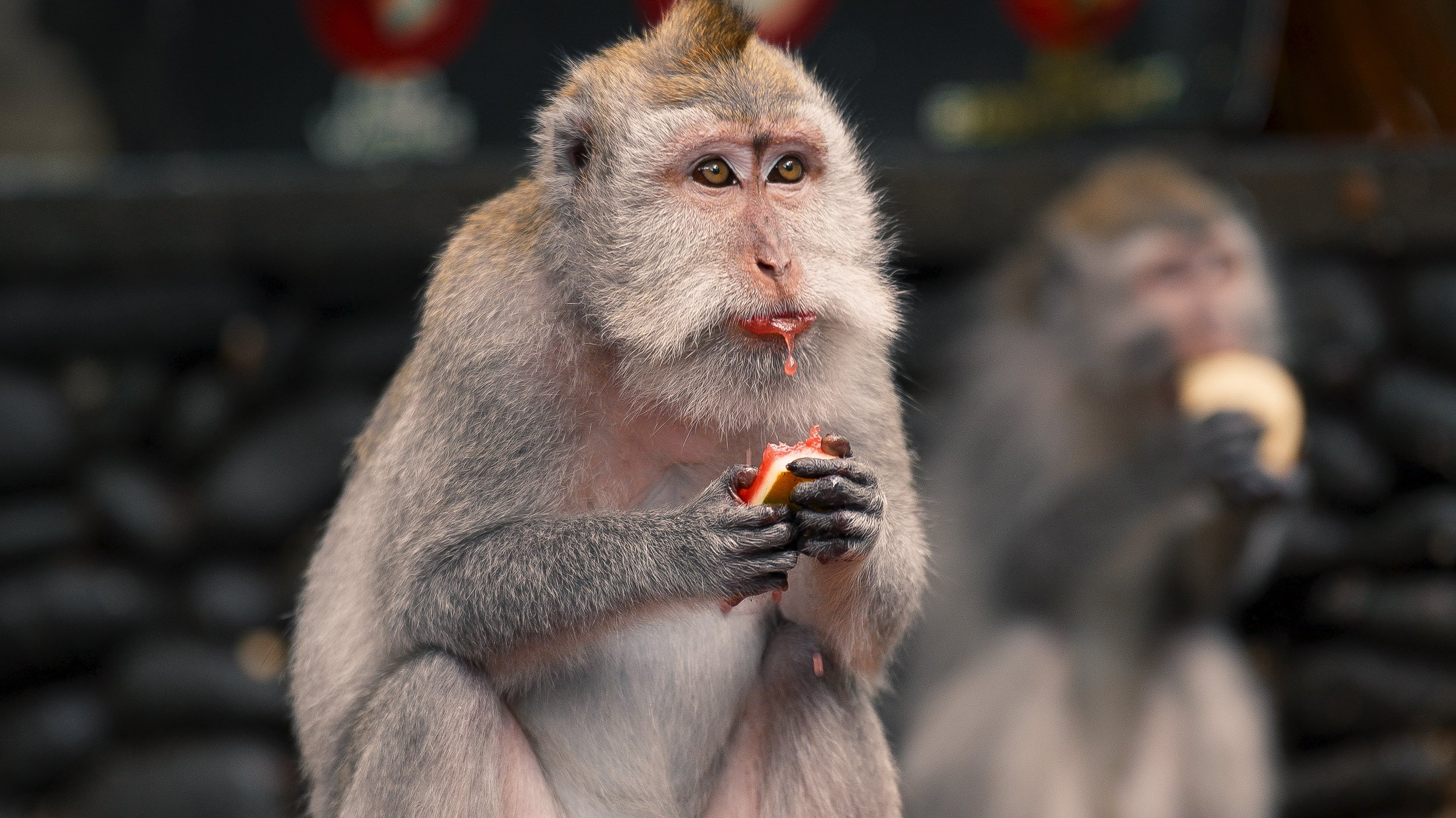 Monkey Forest-8.jpg