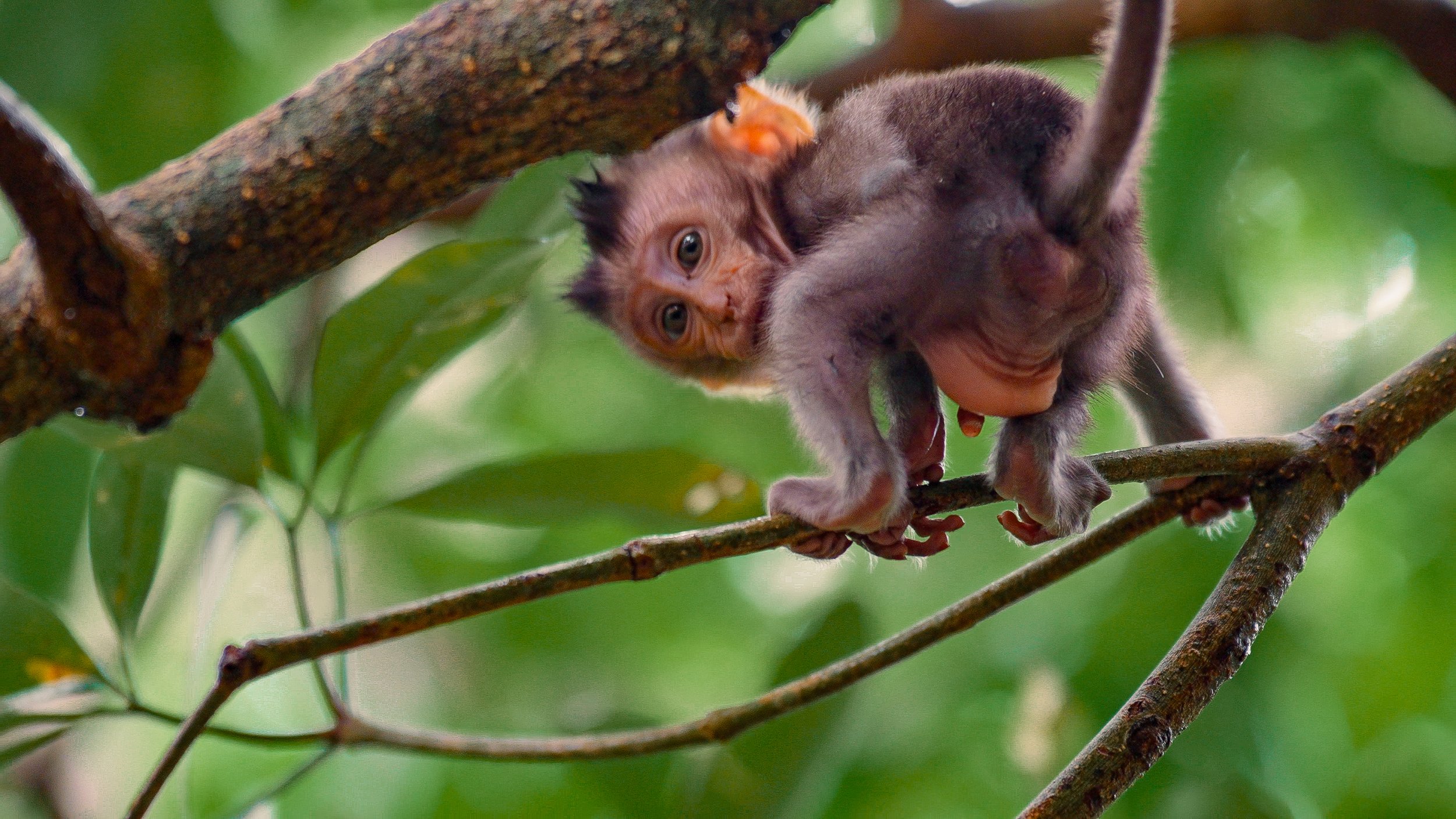 Monkey Forest-36.jpg