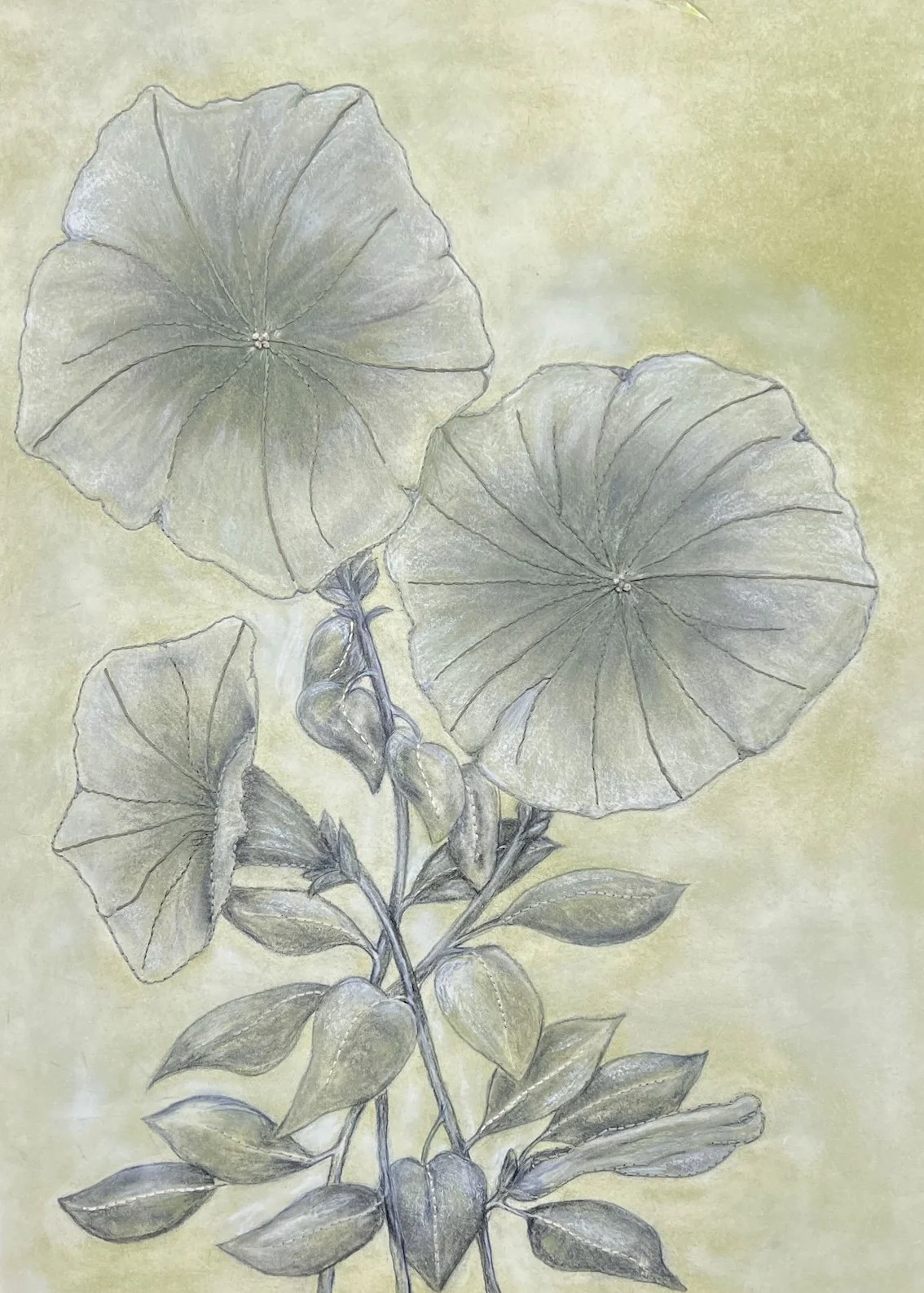 Lingering Presence 2026 
Charcoal, pastel and stitch on Awagami washi.

Petunia forms emerge softly through charcoal and stitch, where memory and tenderness hold the image in place, allowing presence to remain beyond the moment.
