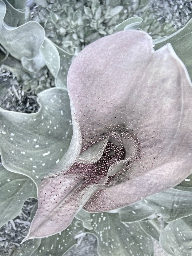 Faded Beauty: Calla  2026 
Hand embroidery on muted pigment photographic print on silk.

The calla holds grace within fragility. Its stitched surface traces memory and presence, where beauty is not lost but gently carried forward in quiet endurance.
