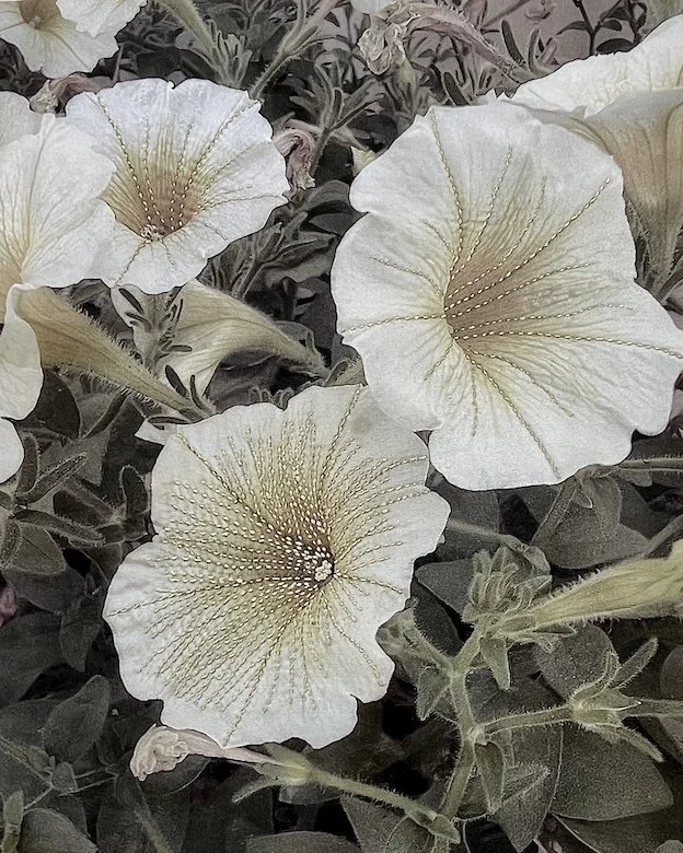 Faded Beauty: Petunia 2025
Hand embroidery on muted pigment photographic print on silk.

Gentle white petals stitched with fine radiating threads hold quiet presence. Stillness and fragility gather here, where fading carries its own luminous beauty a
