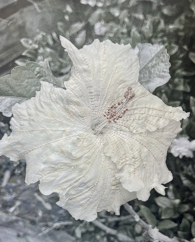 Faded Beauty: Hibiscus  2026 
Hand embroidery on muted pigment photographic print on silk.

The open hibiscus holds delicacy and endurance. Stitched marks move across its surface, suggesting vulnerability, resilience, and the quiet persistence of for