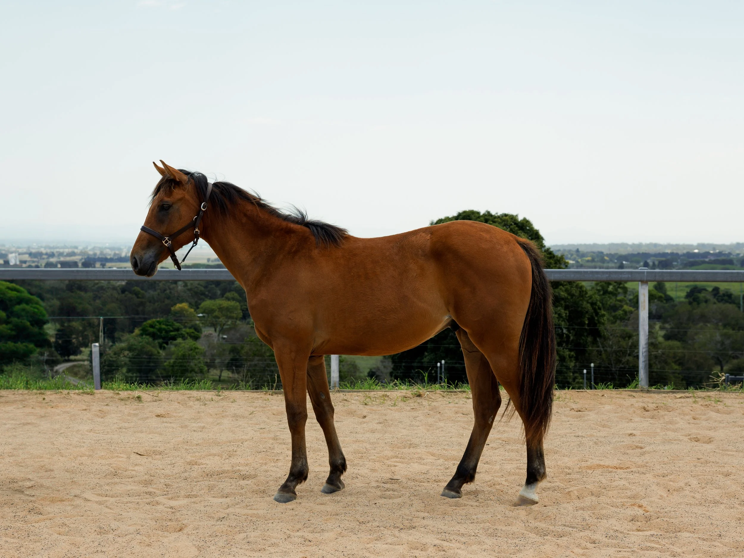 Belrieve Icebreaker - 2yo WB x TB Gelding