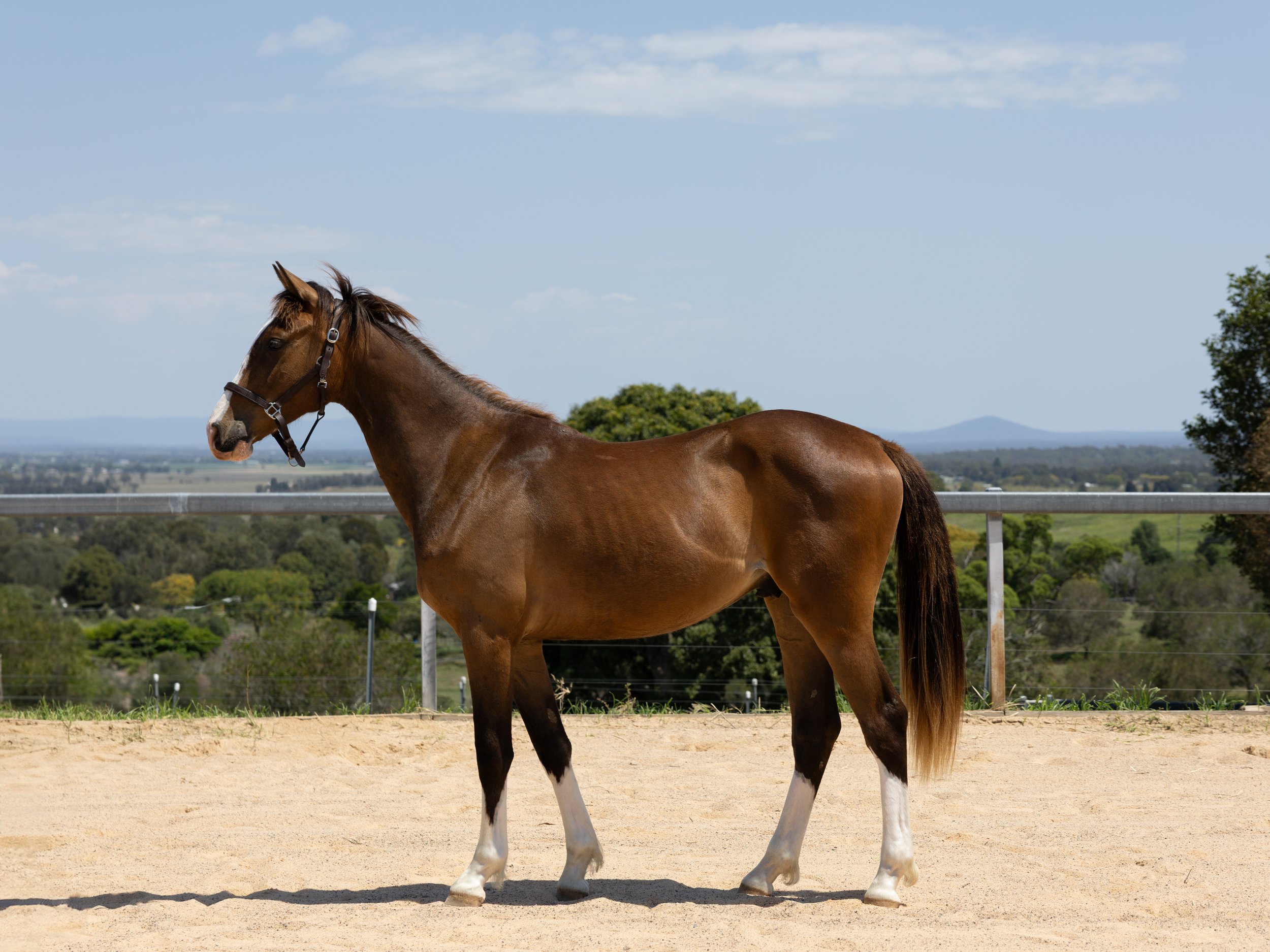 Belrieve Calex- 2yo WB Gelding