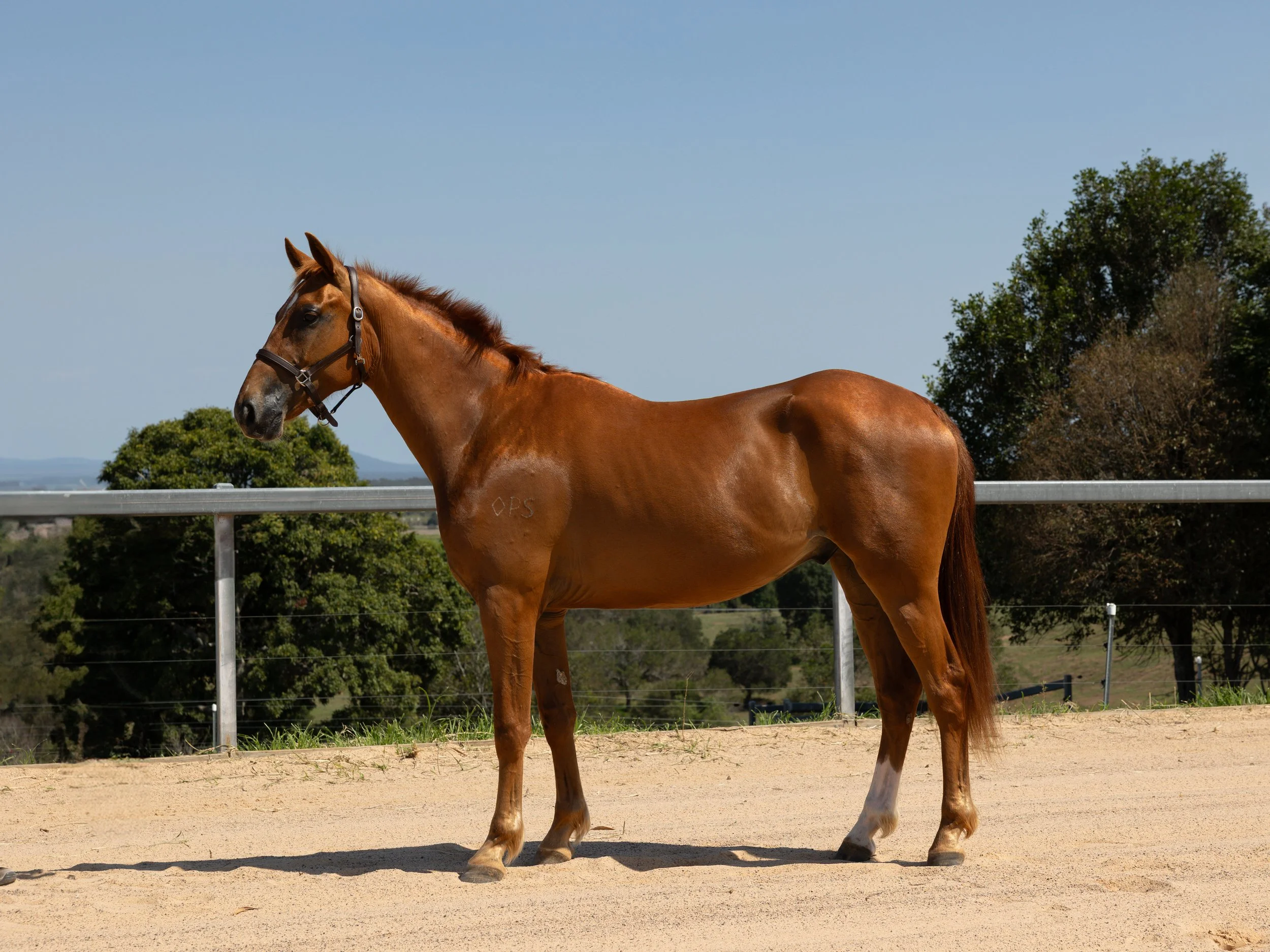 Belrieve Pretzel - 3yo WB x ASH Gelding