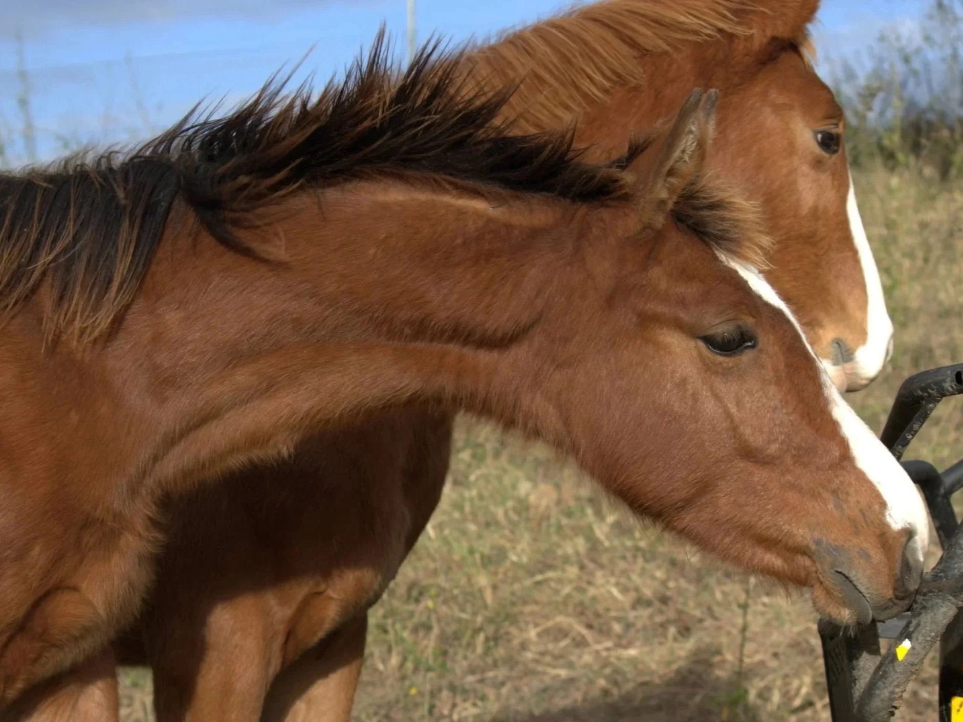 Belrieve Wayfarer- Yearling WB Colt