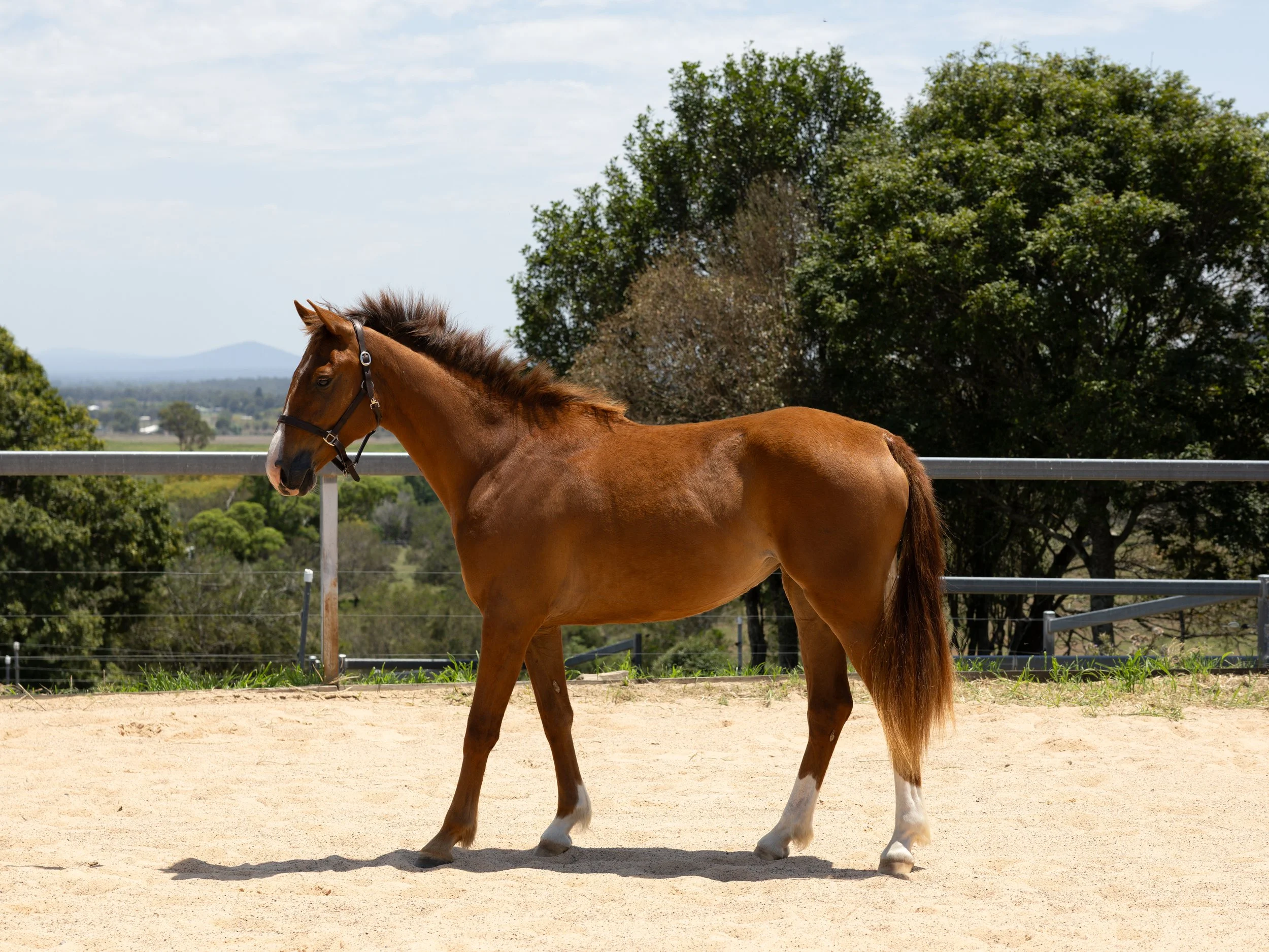 Belrieve Sparkle - 2yo WB Filly
