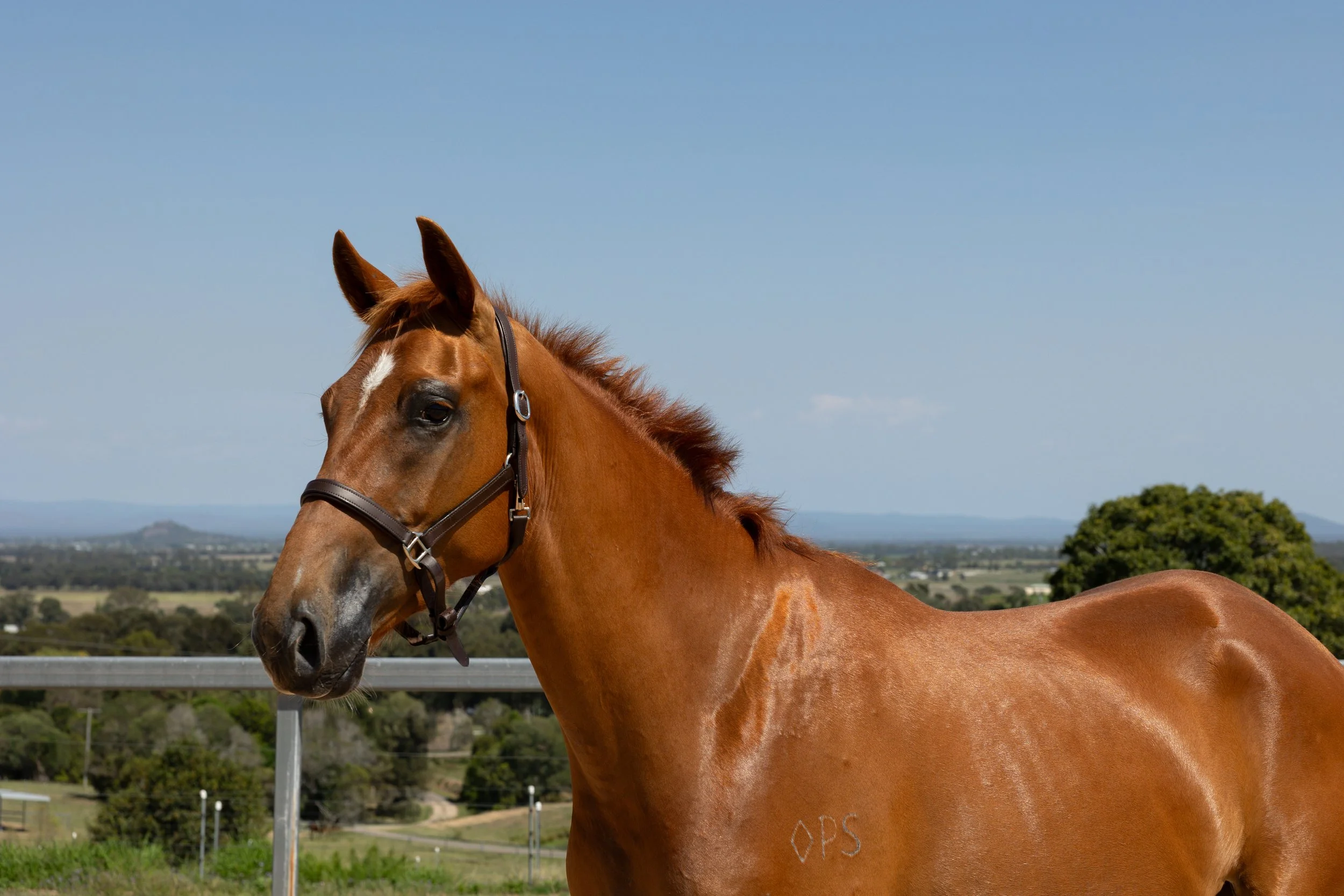 Sale Horse Image-23.jpg