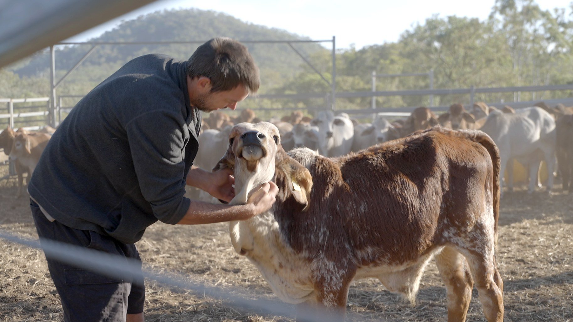 14-bts-calf-stockyard.jpg