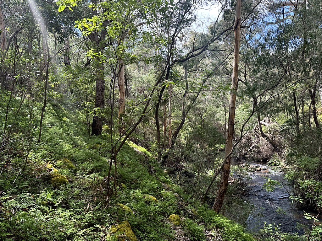 07-bts-forest-creek.jpg