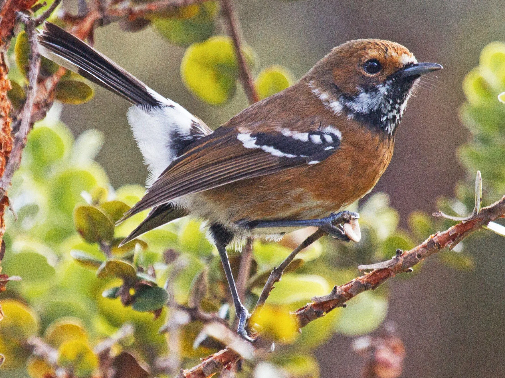 Native Hawaiian bird elepaio in Kaulana Manu Nature Trail