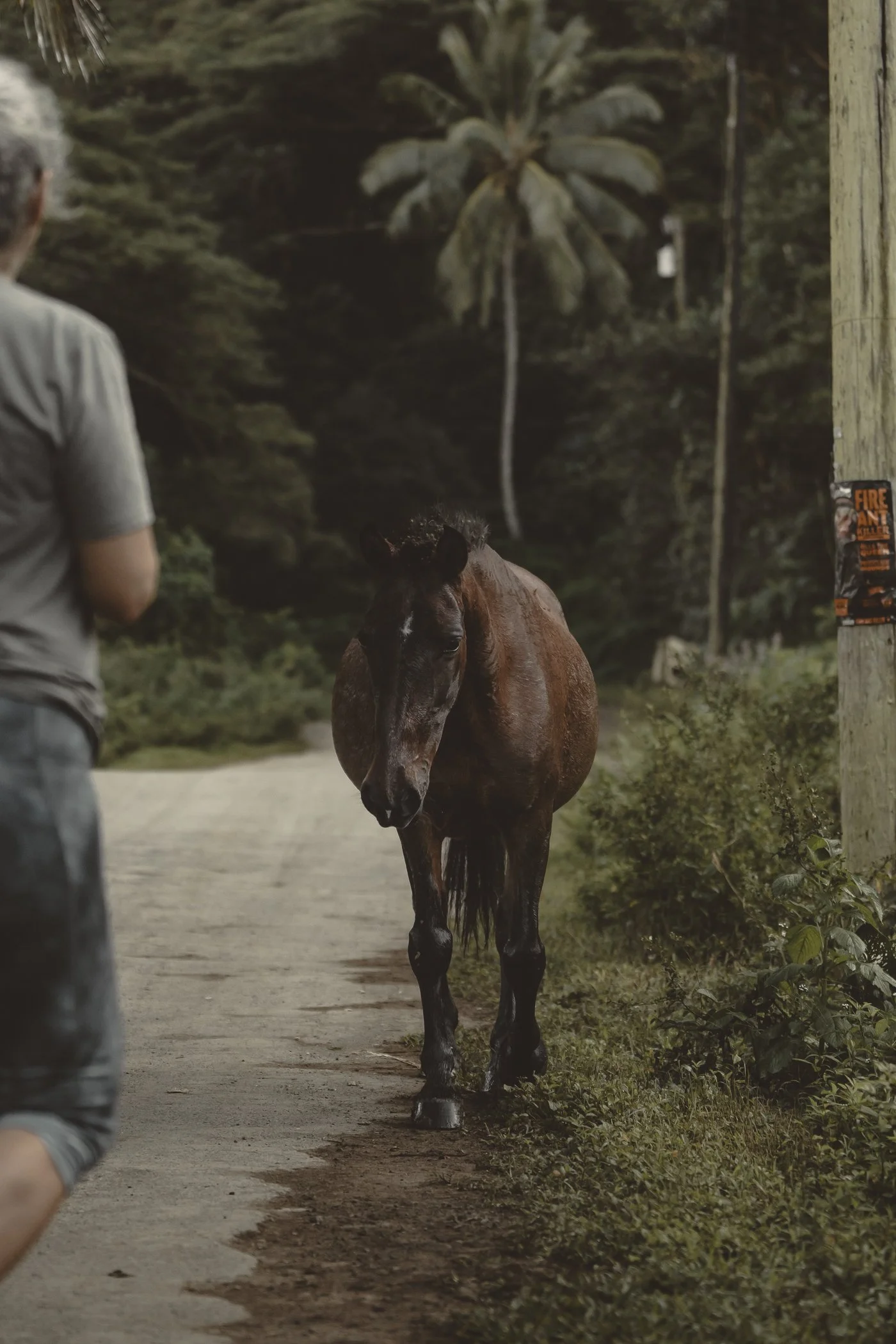 A person jogging on a dirt path with a brown horse walking towards them, forest trees and a utility pole in the background.