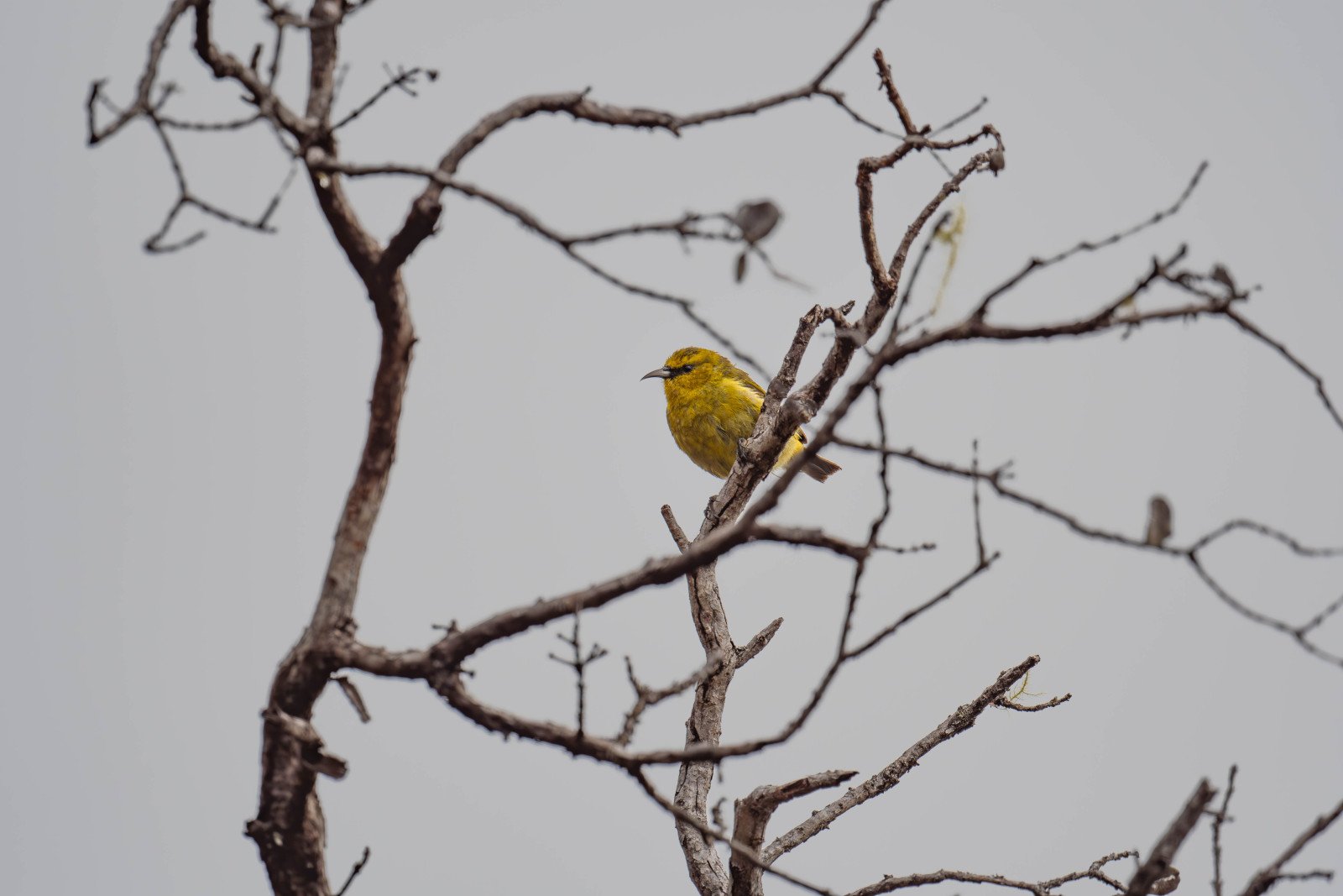 A yellow bird perched on a bare, twisted tree branch against a plain, gray background.