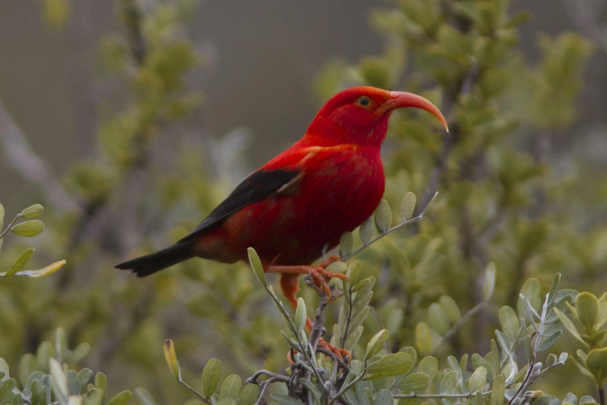 A bright red bird with black wings and a long curved orange beak perched on a leafy branch.
