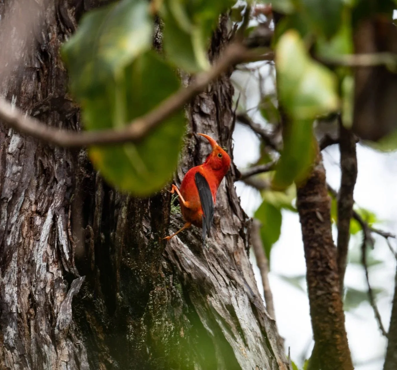 Guided birding tour in Hilo rainforest