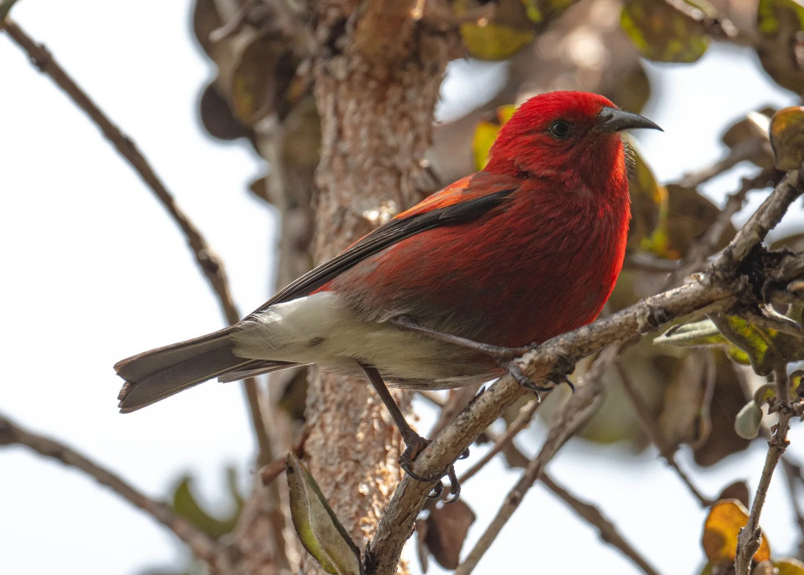 Apapane bird feeding on ʻōhiʻa lehua in Hawaiʻi