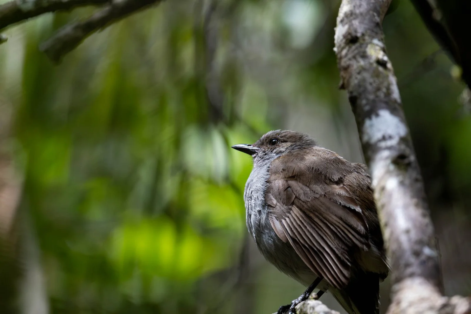 Close-up of native Hawaiian bird omao on tree branch