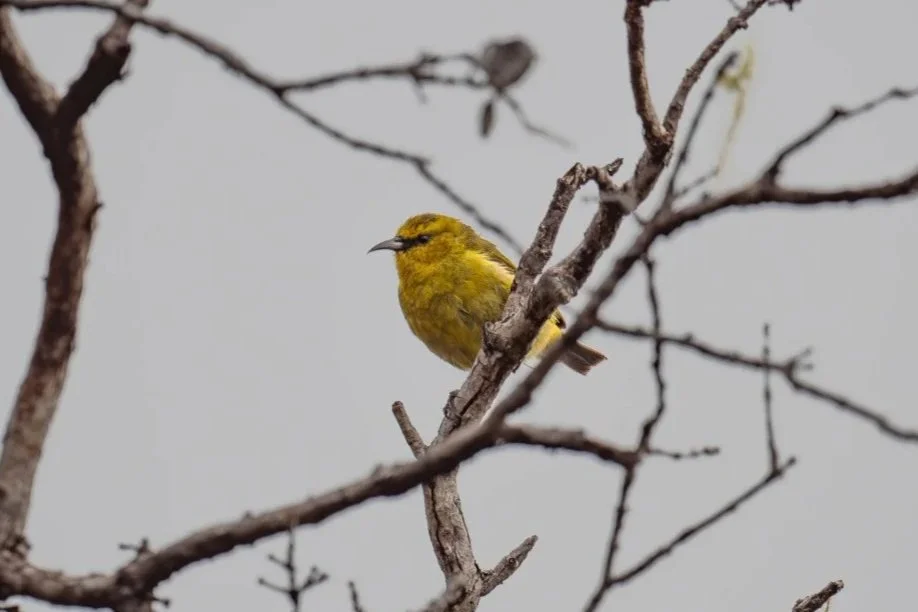 Amakihi bird in Hilo rainforest canopy