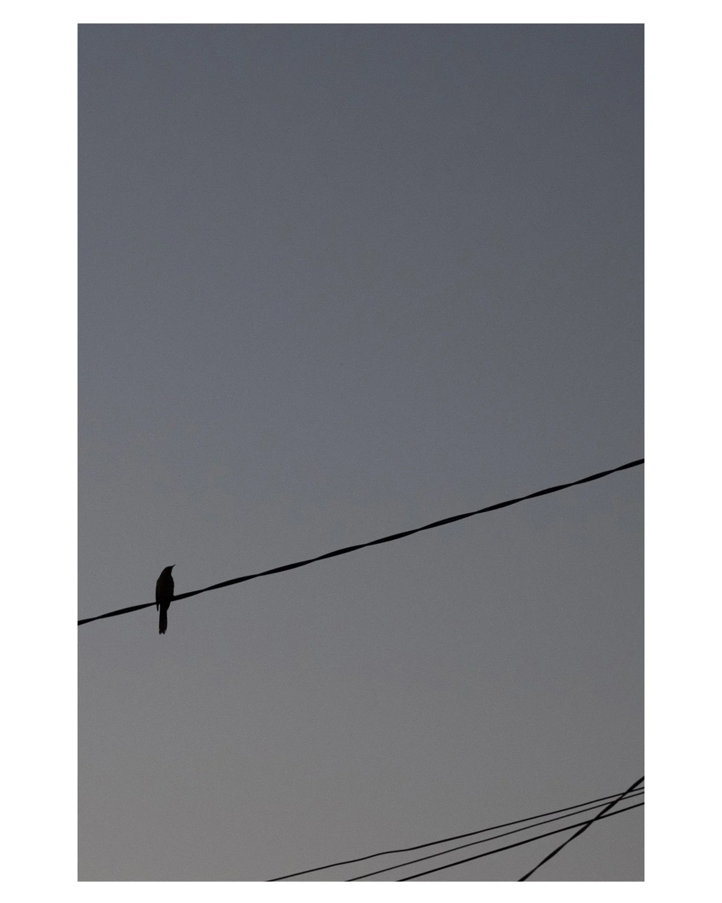 &ldquo;In this stillness, I am the trees alive with
singing. I am the sky everywhere at once.&rdquo;

-Richard Wagamese, &ldquo;Embers&rdquo;

#wotama #bird #minimalphotography 
powerline monochrome geometry fujifilm suburb