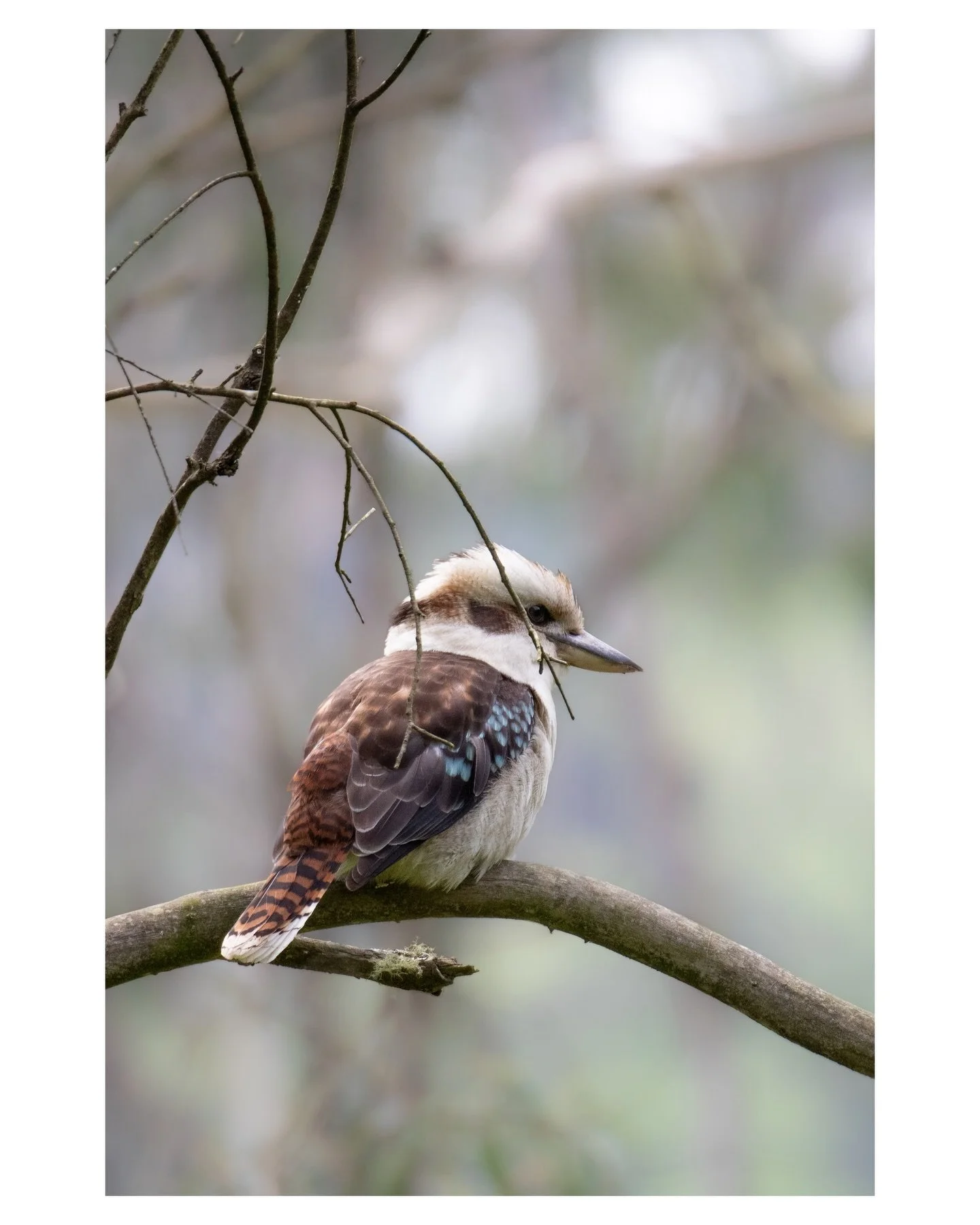 &ldquo;There are some who can live without wild things, and some who cannot.&rdquo;

―&nbsp;Delia Owens,&nbsp;&ldquo;Where the Crawdads Sing&rdquo;

#kookaburra #birdphotographyaus #ausgeo 
canon telephotography wotama victoria