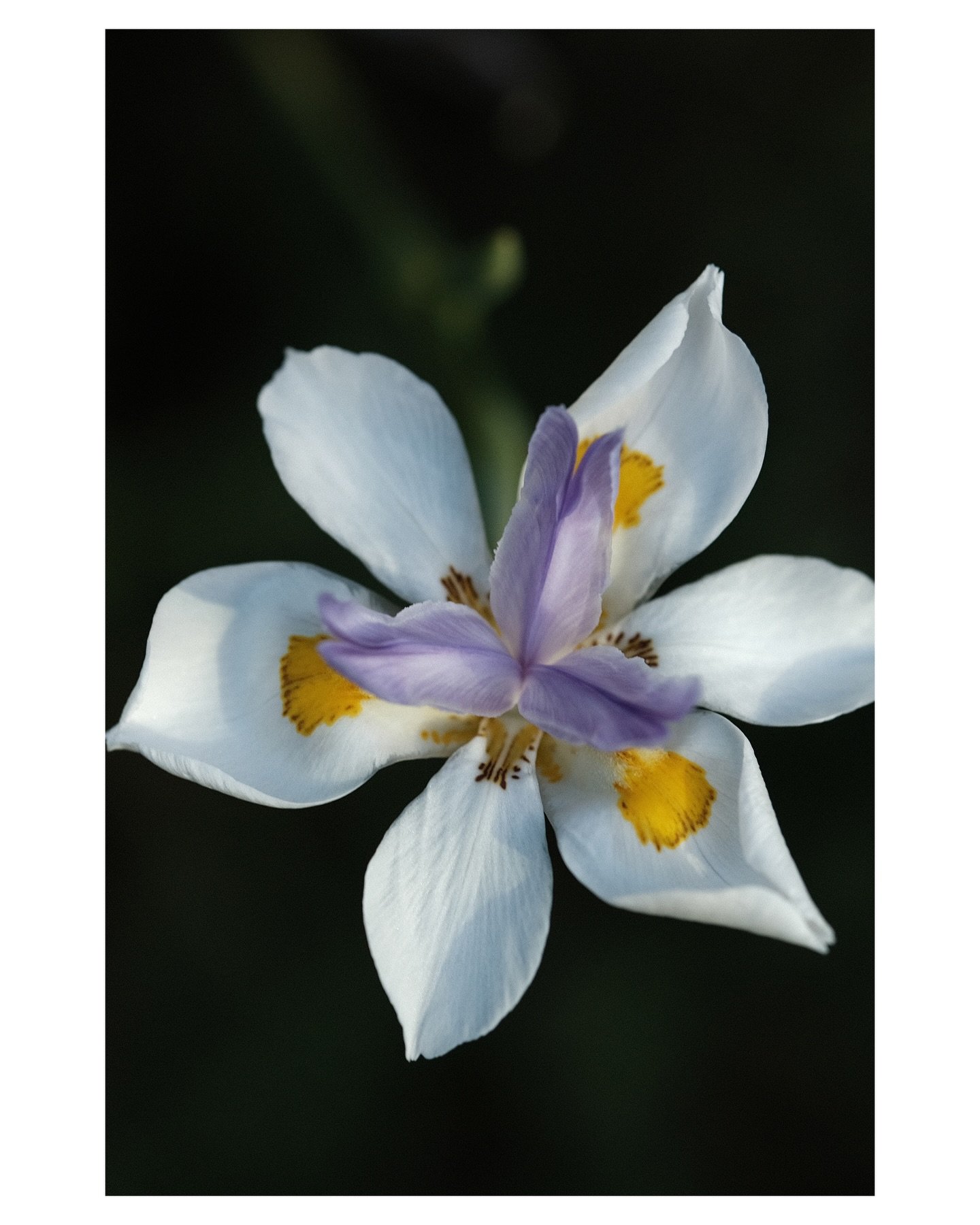 &ldquo;If everything around seems dark, look again, you may be the light.&rdquo;

-Rumi

#africaniris #naturephotography wotama #flowermacro naturemagic