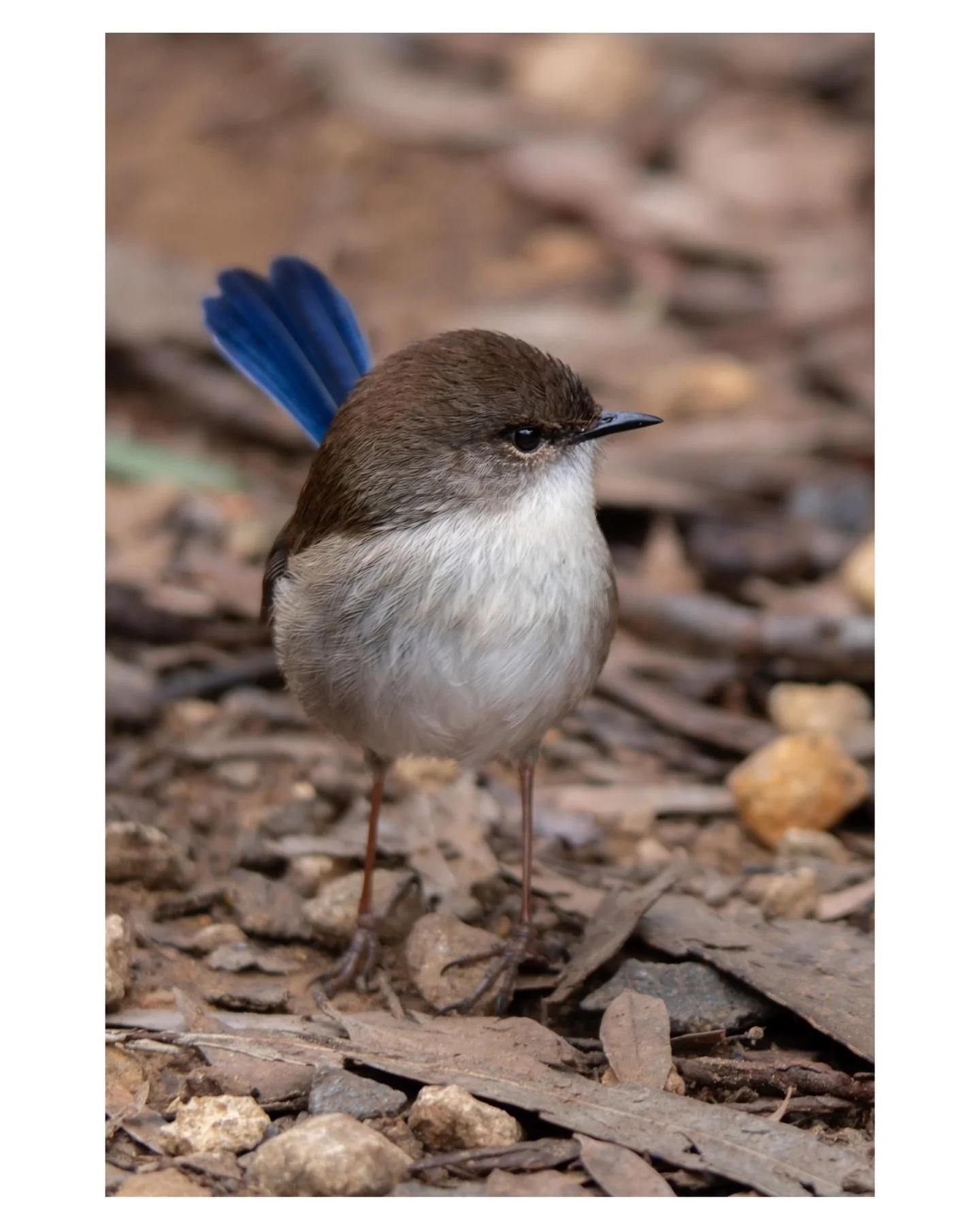 &ldquo;We think we&rsquo;re the wind, but we&rsquo;re just the leaf. And isn&rsquo;t it strange, how everything we do in our capacity as humans only asserts us more as the animals we are. Aren&rsquo;t we so insecure a species that we&rsquo;re forever