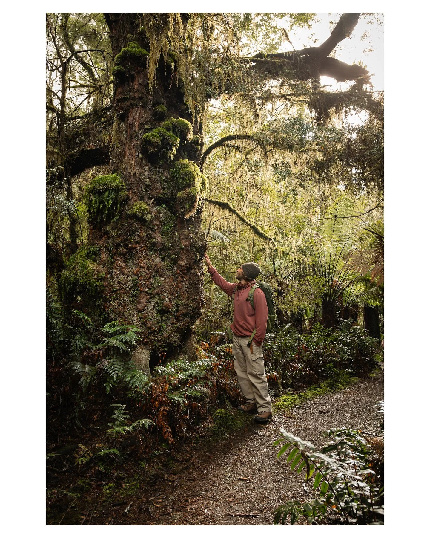 &ldquo;We have seasons when we flourish and seasons when the leaves fall from us, revealing our bare bones. Given time, they grow again.&rdquo;

&mdash; Katherine May

#otwaysnationalpark 
#mysticrainforest 
#komorebi 
wotama
victoria
moss