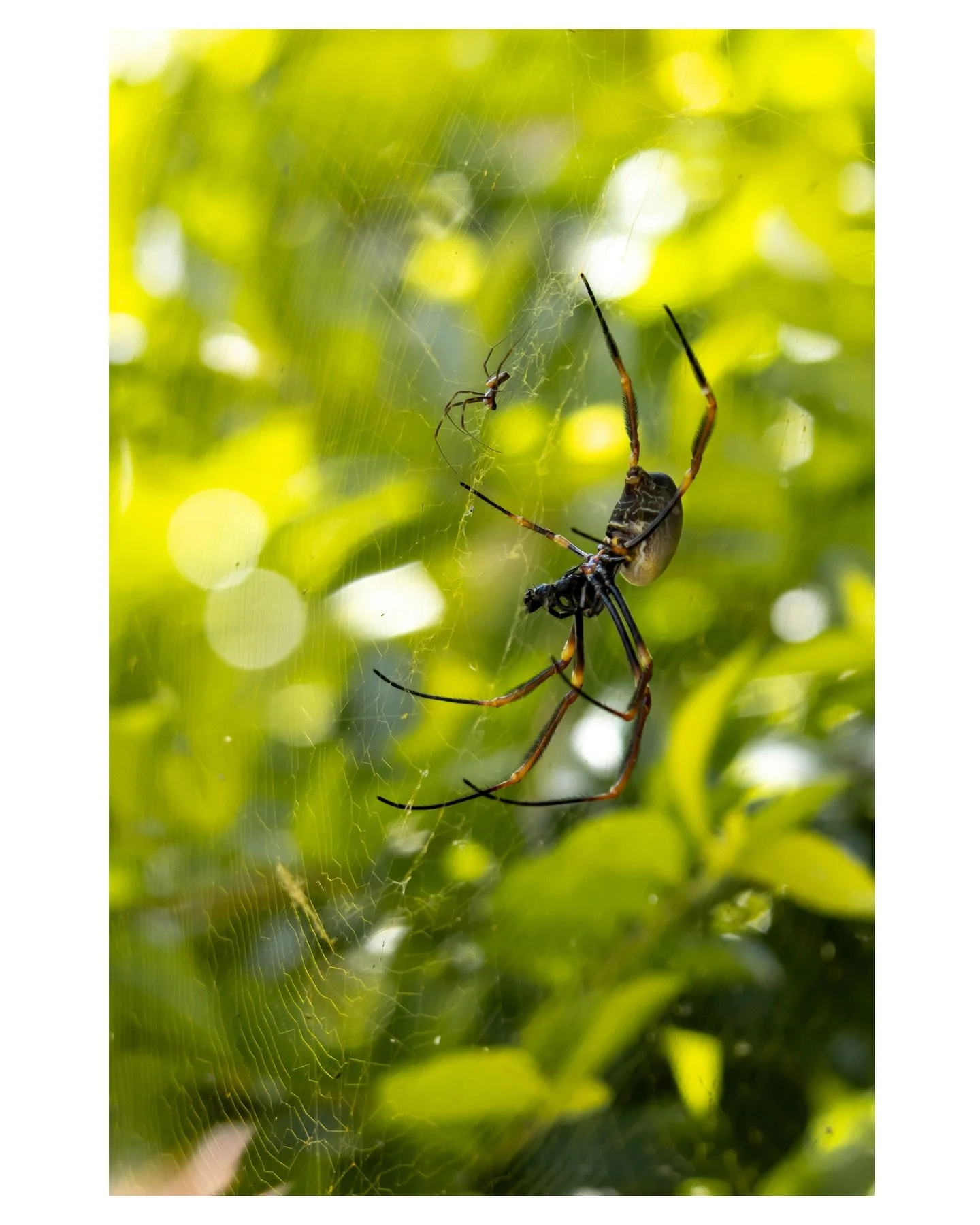 If you think something is ugly, look harder. Ugliness is just a failure of seeing.&rdquo; 

― Matt Haig, &rdquo;The Humans&rdquo;

&hellip; from my new favourite book 📖

🕷️Golden Orb Weaver, large - female, small - male