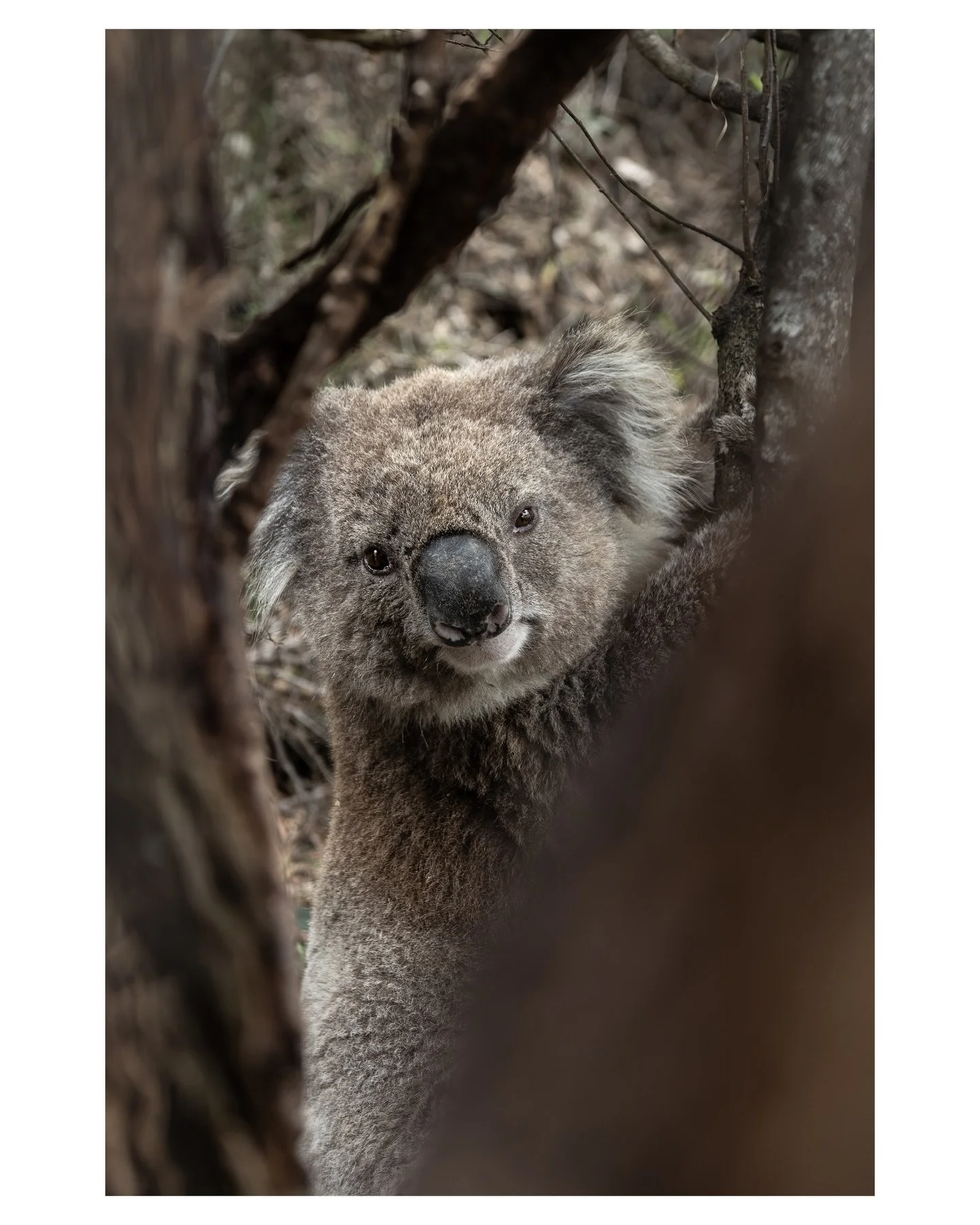 &rdquo;We need the tonic of wildness...
At the same time that we are earnest to explore and learn all things, we require that all things be mysterious and unexplorable, that land and sea be indefinitely wild, unsurveyed and unfathomed by us because u