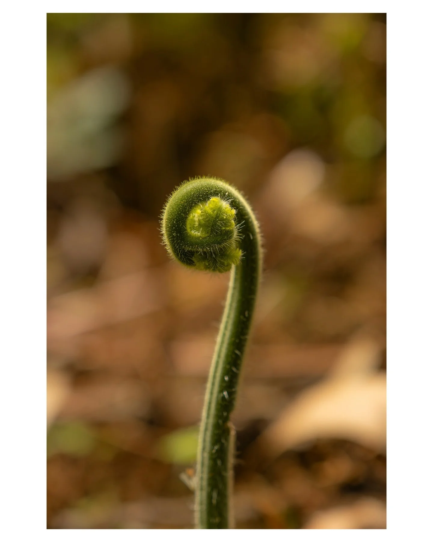 &ldquo;That&rsquo;s what&rsquo;s important really, Keeper says. Learning how to be what the Creator created you to be. Face your truth.&rdquo;

― Richard Wagamese

This downy ground fern in the process of unfurling would be called a fiddlehead, which