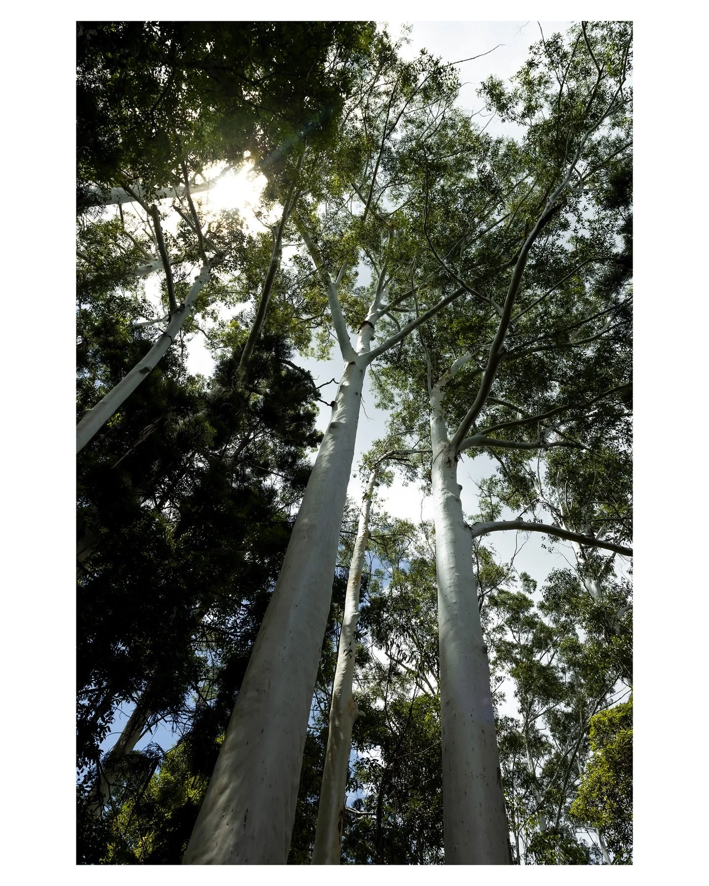 &ldquo;In this stillness, I am the trees alive with singing. I am the sky everywhere at once.&rdquo;

-Richard Wagamese, &ldquo;Embers&rdquo;

#grandeucalyptus #largetree #australianflora #komorebi #treetopphotography