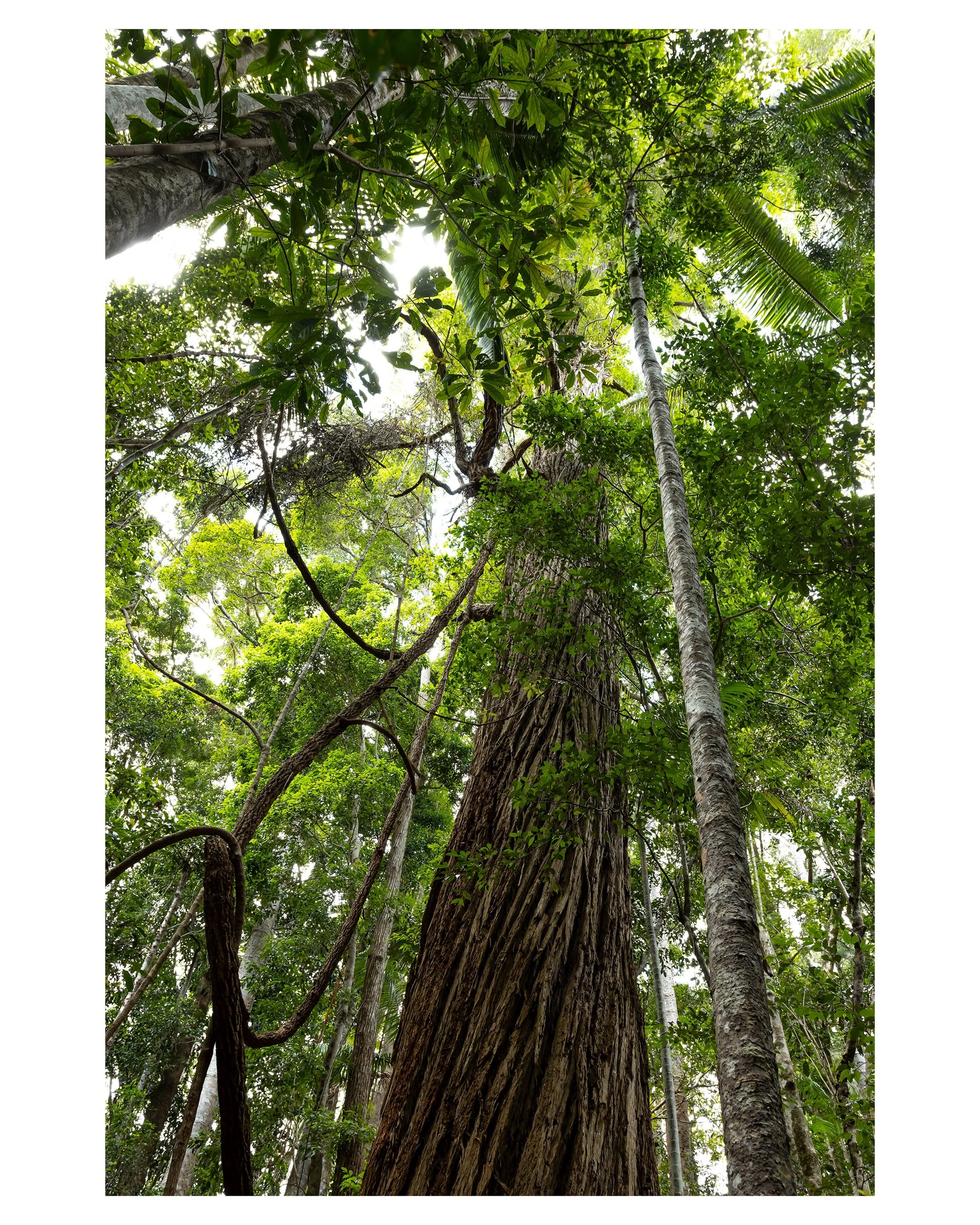 &ldquo;The forest is, for me, a temple, a cathedral of tree canopies and dancing light.&rdquo;

&ndash;Dr. Jane Goodall

#junglevibes #australianrainforest #vines #airroots #naturephotographyaustralia