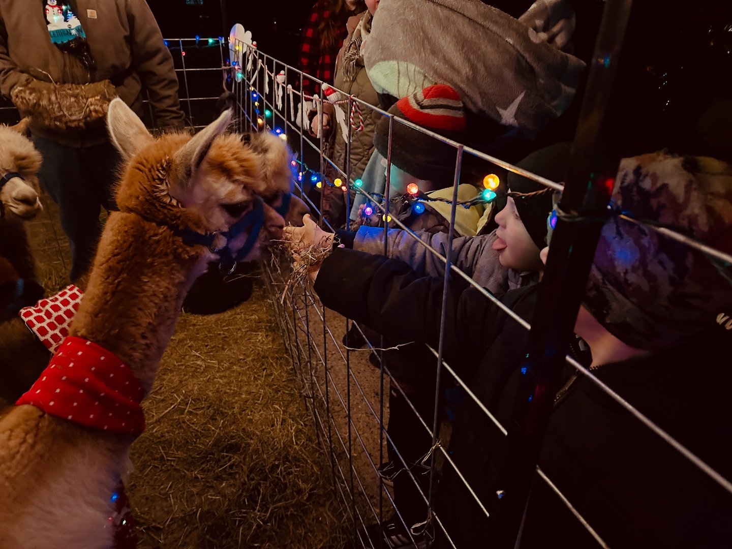 🦙✨ These festive fluffballs stole the show and our hearts. Thanks for making our night a-llama-zing! Who else is still smiling from this alpaca-mazing moment?&rdquo; @infinityfarmmn 

Share your alpaca photos with us in the comments or tag us!