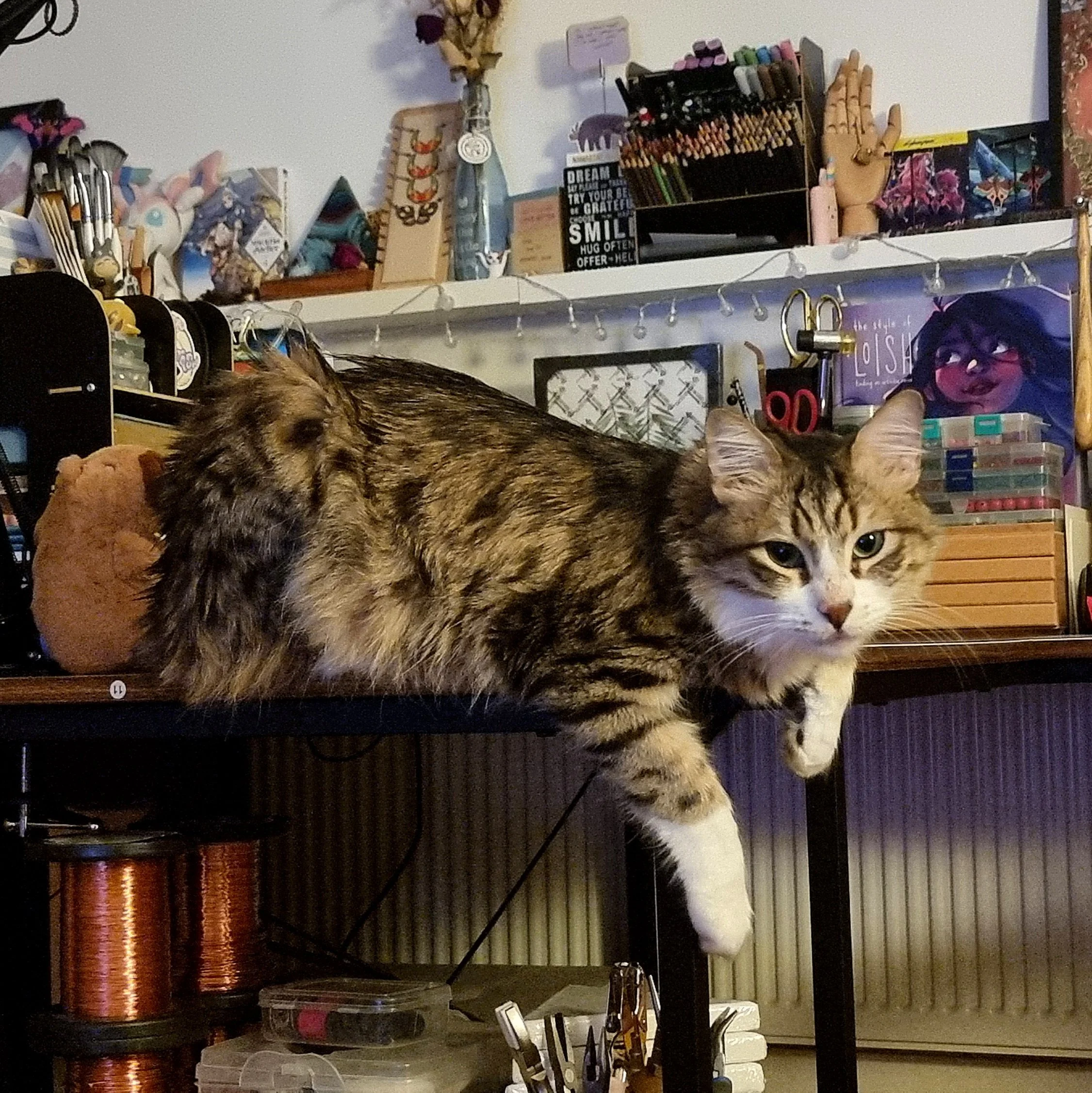 fluffy cat sitting on a desk