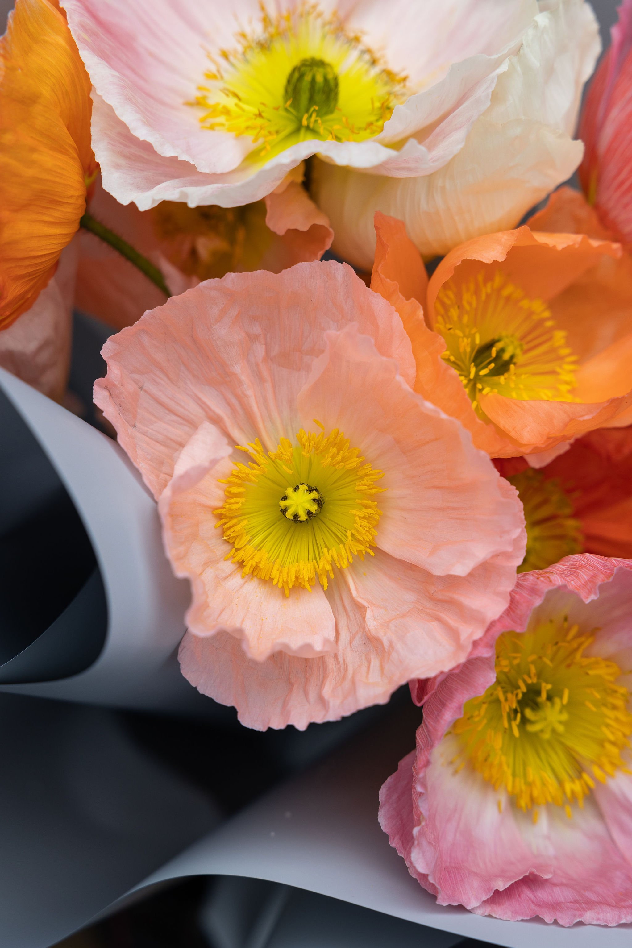 74 - FLOWER DELIVERY HOBART - NOLA.jpg