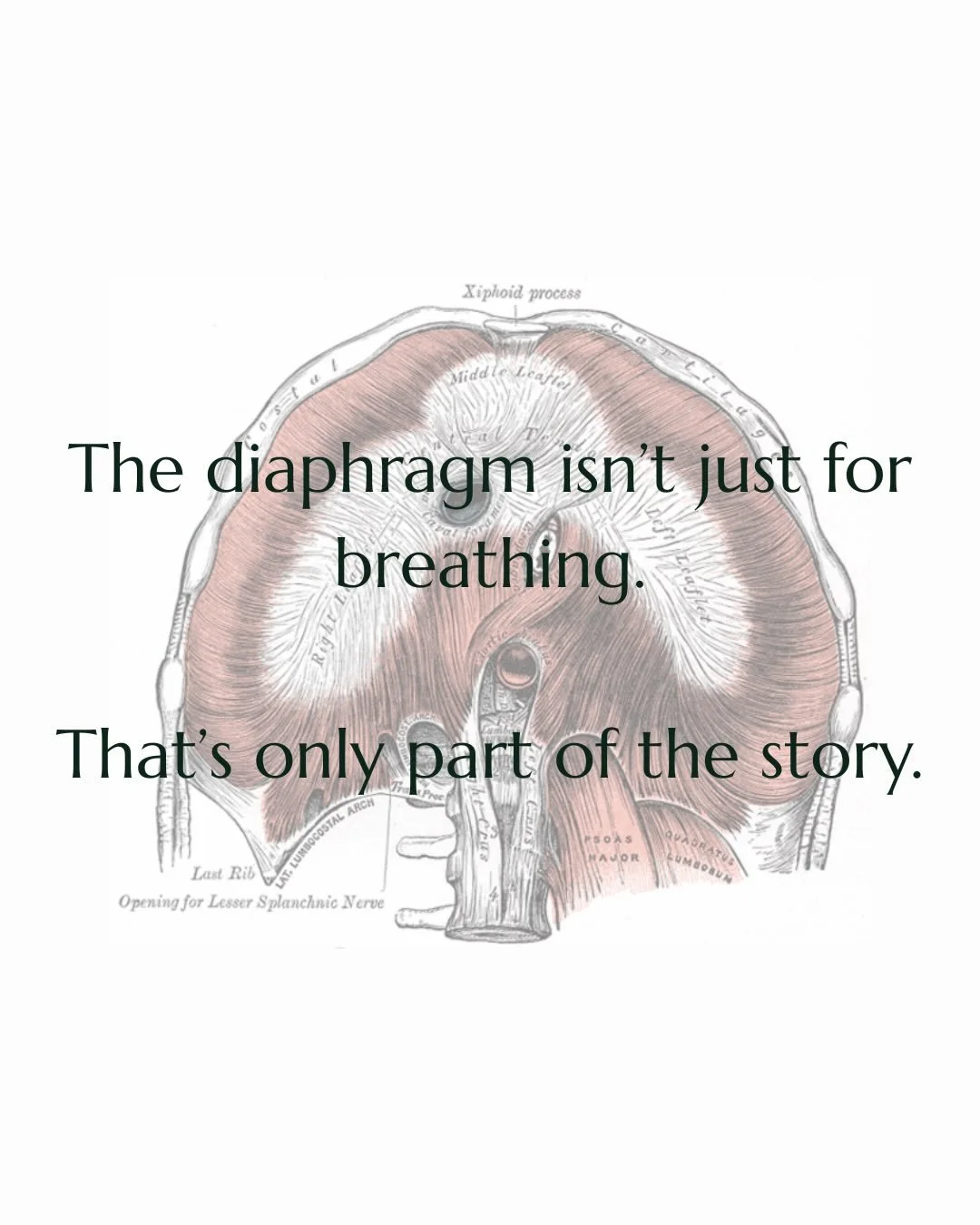 Most people think the diaphragm is just for breathing.

But breathing is only the most obvious thing it does.

The diaphragm sits at the center of a pressure system that influences spinal stability, circulation, digestion, movement, voice, and nervou