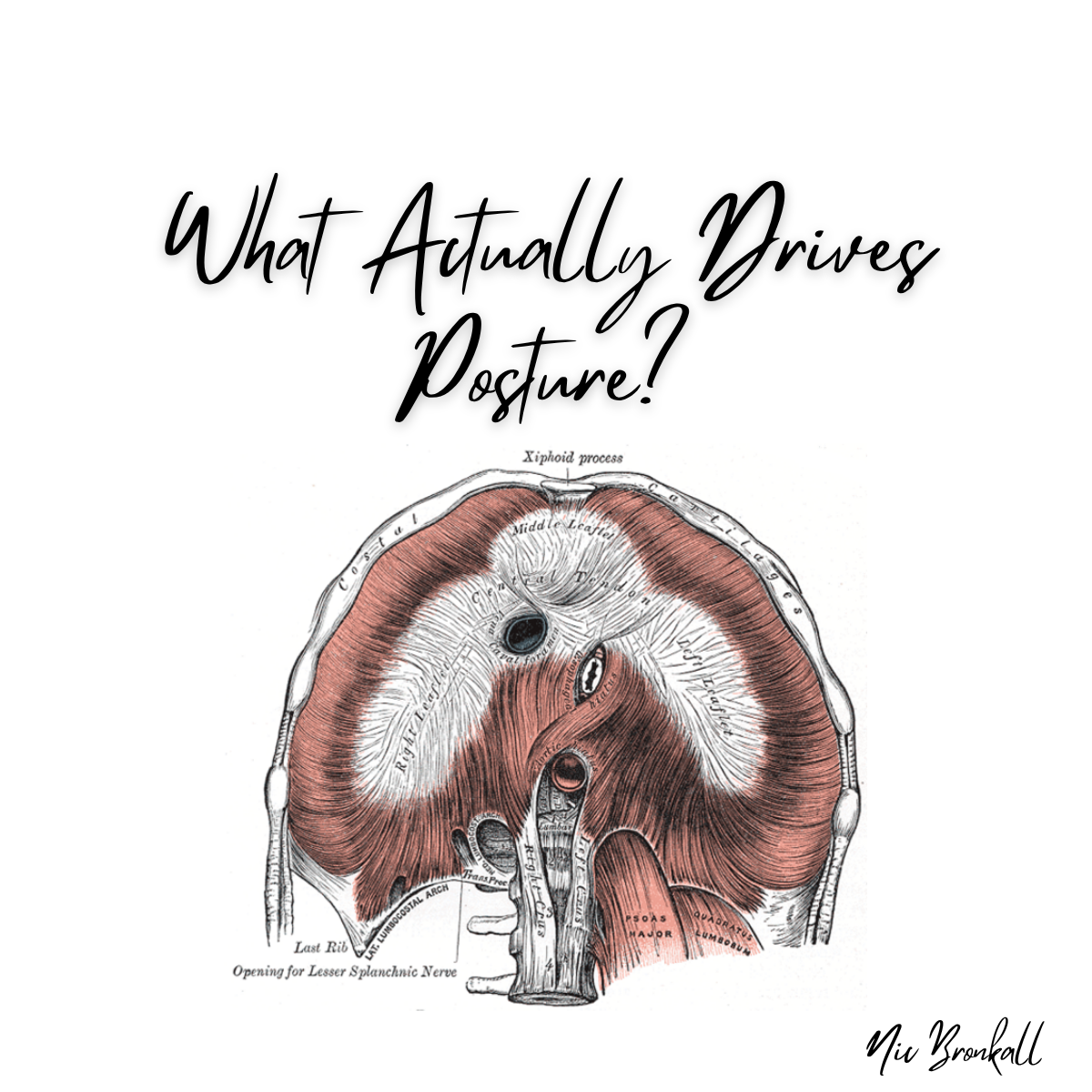 What Actually Drives Posture? Breath, Pressure, and How Your Body Supports Itself