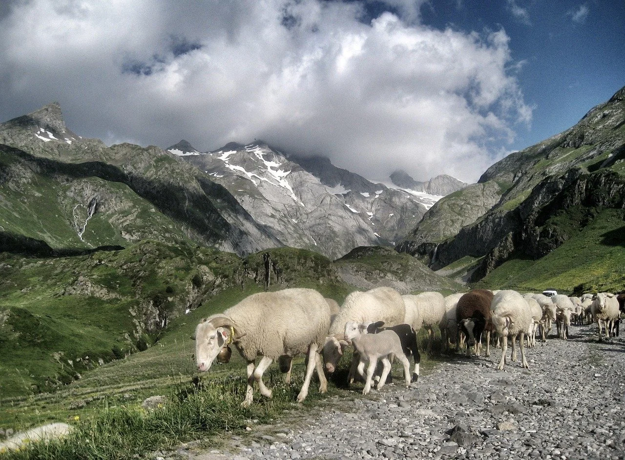pyrenees-692958_1280.jpg