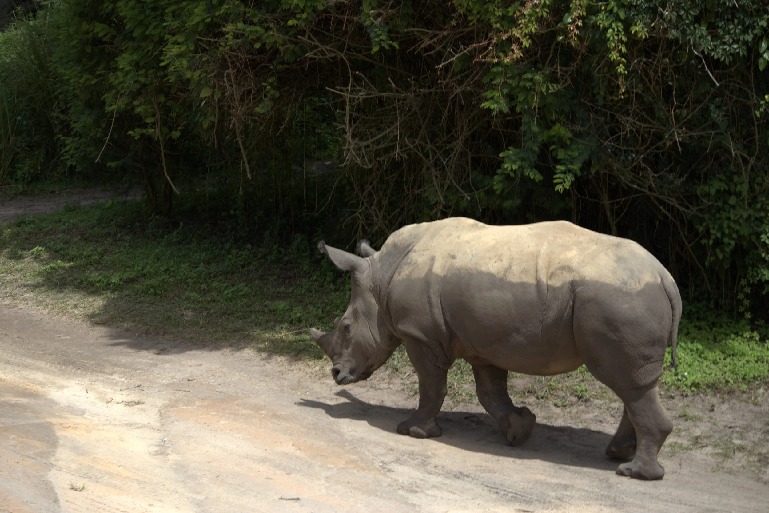 One of the rhinos we photographed on Kilimanjaro Safaris at Disney’s Animal Kingdom. Photography isn’t permitted during the backstage Up Close with Rhinos experience.