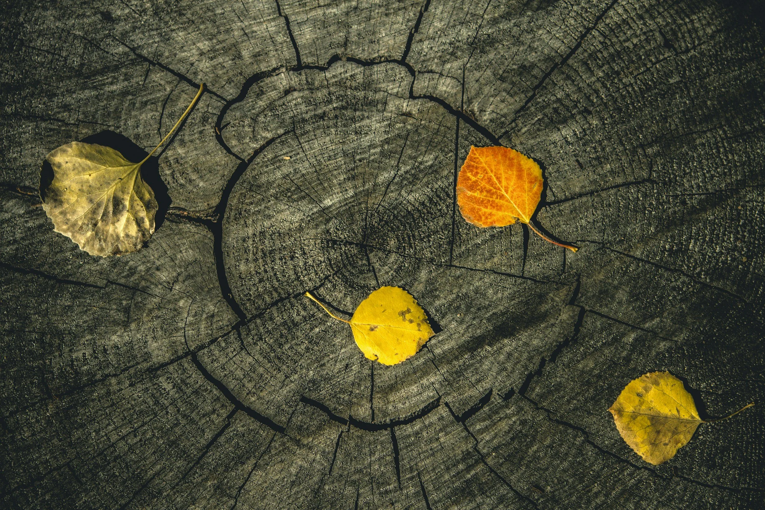 Untethering with Somatic EMDR